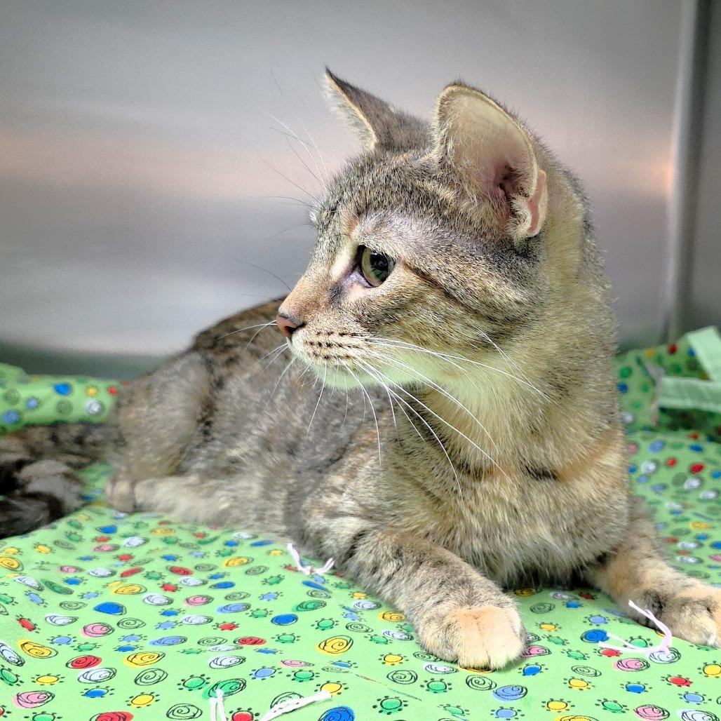 Cleo, Adoptable, Adult Female Domestic Short Hair.