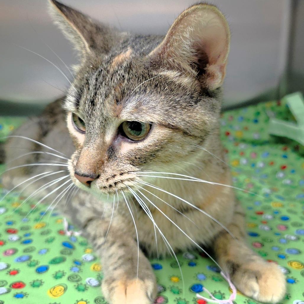 Enlarge Cleo, a Adoptable Domestic Short Hair in Michigan City, IN image 2/3