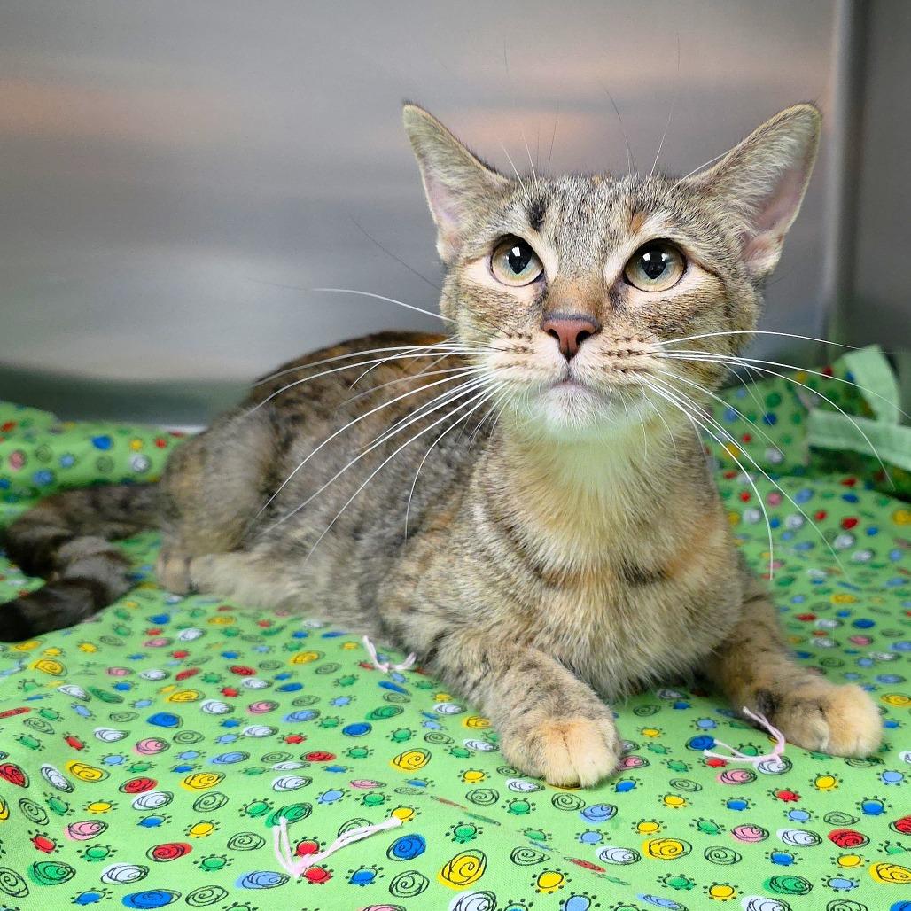 Enlarge Cleo, a Adoptable Domestic Short Hair in Michigan City, IN image 3/3