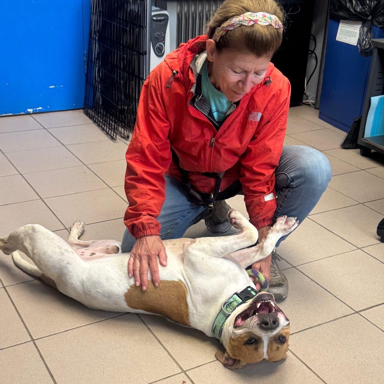 Enlarge Fatty, an adoptable Pit Bull Terrier in Philadelphia, PA image 3/3