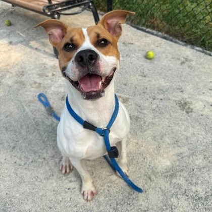 Fatty, adoptable, Adult Male Pit Bull Terrier.