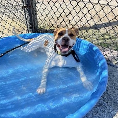 Enlarge Fatty, an adoptable Pit Bull Terrier in Philadelphia, PA image 2/3