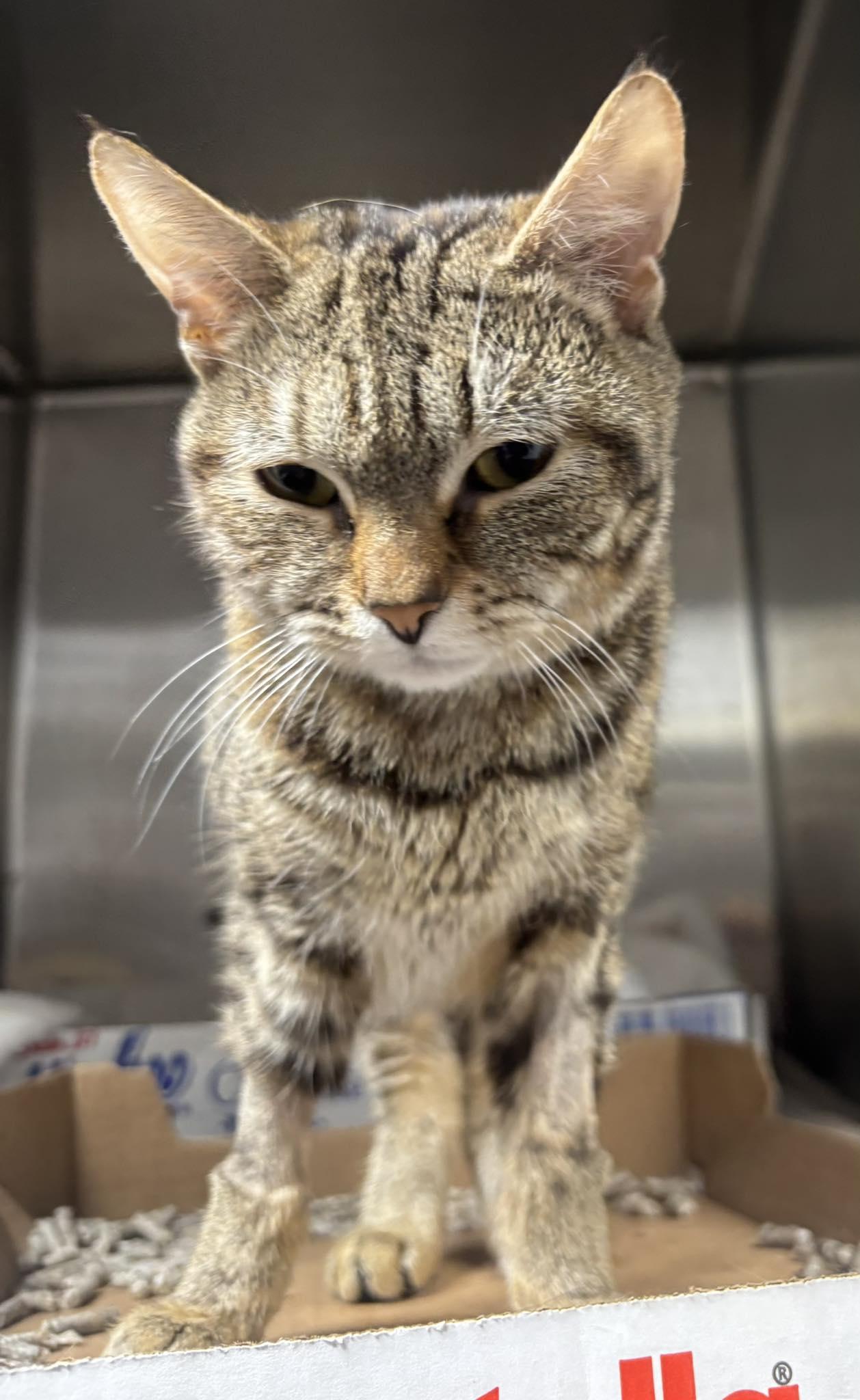 Ingrid, a ADOPTABLE Domestic Short Hair in North Haven, CT image 3/3
