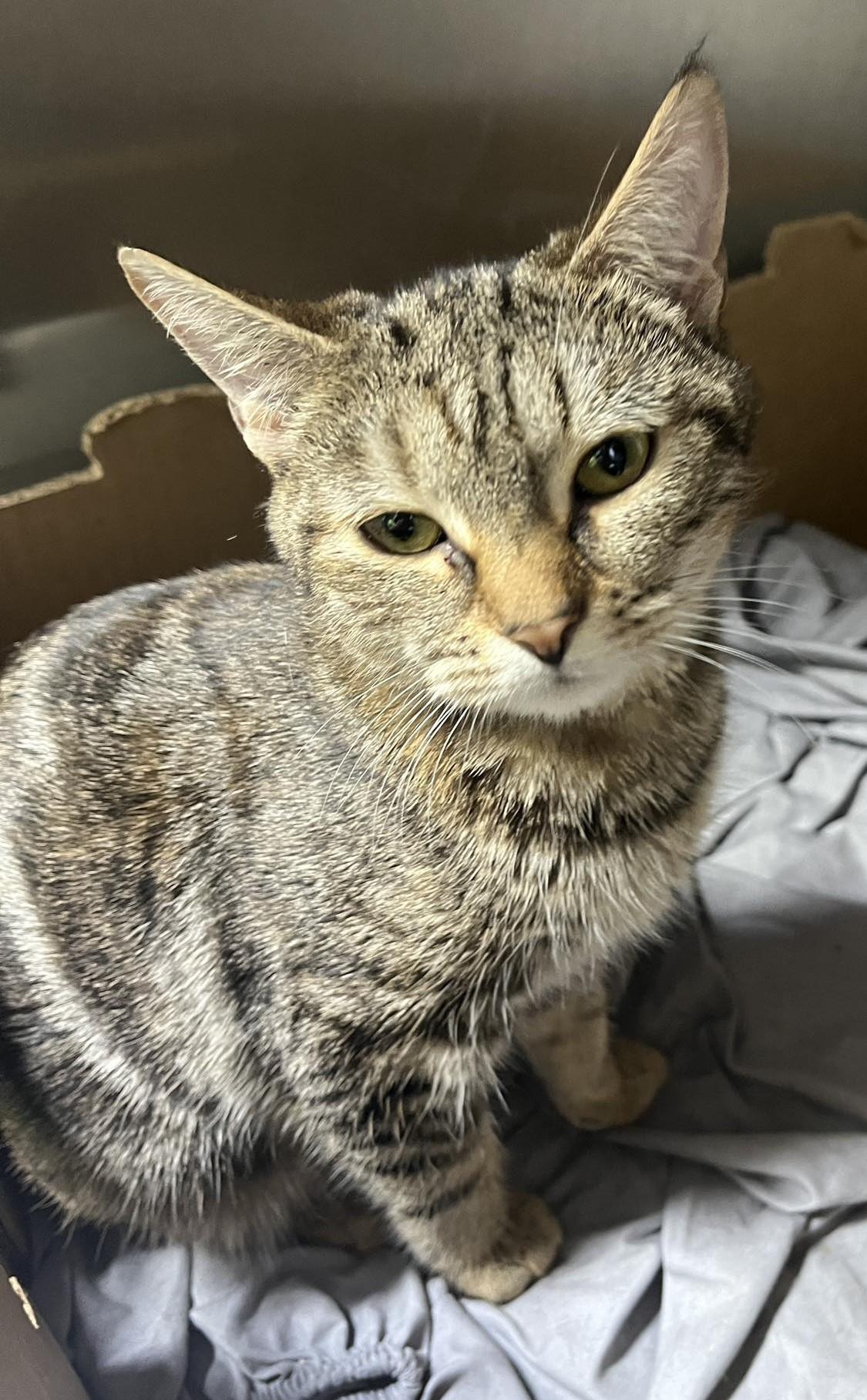 Ingrid, a ADOPTABLE Domestic Short Hair in North Haven, CT image 2/3