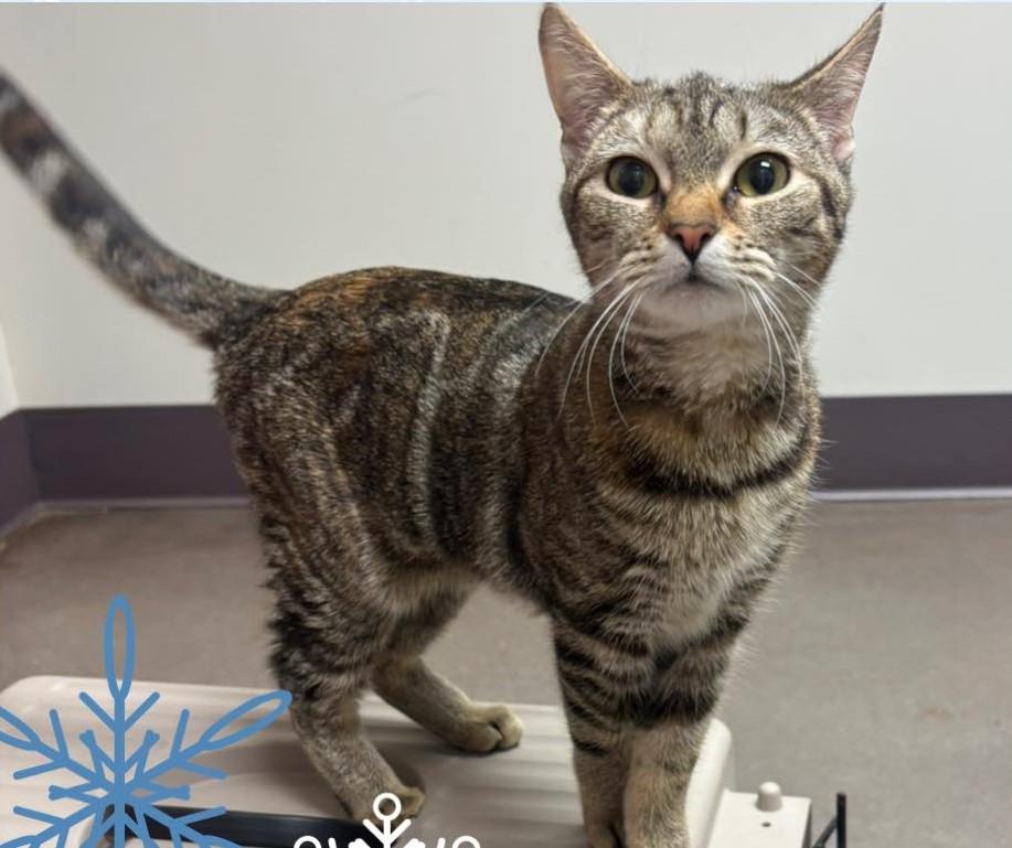 Ingrid, ADOPTABLE, Young Female Domestic Short Hair.