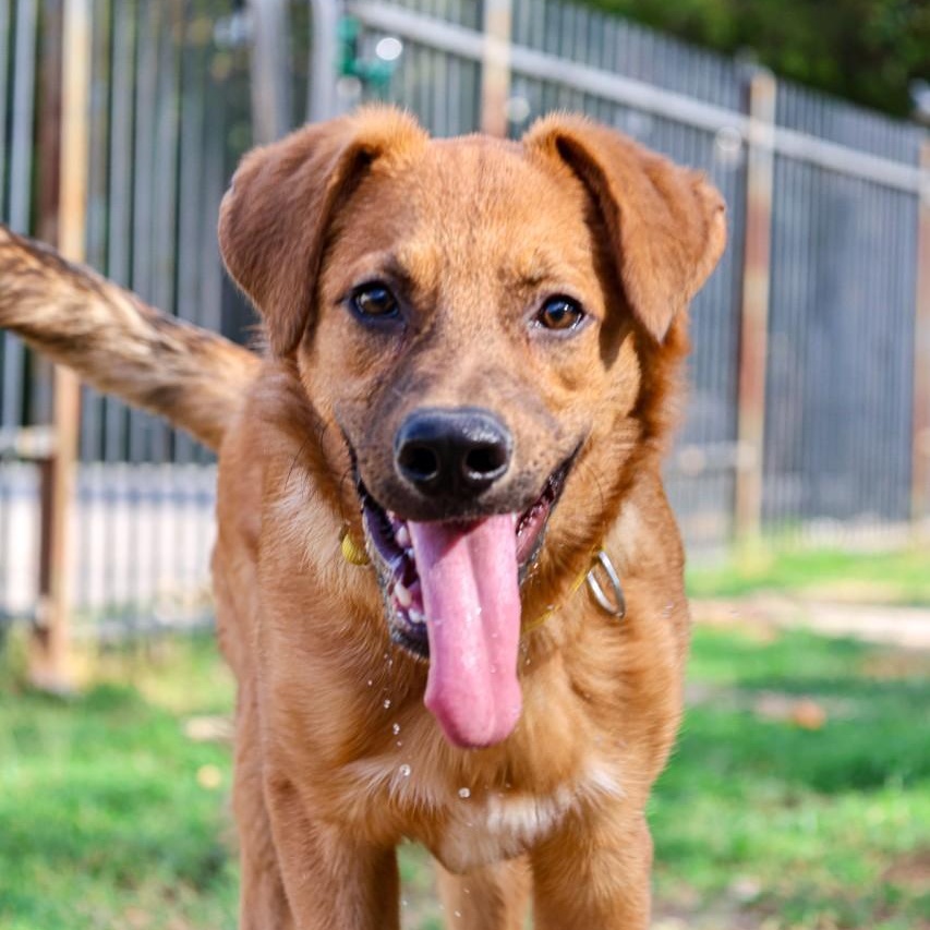 Fig, Adoptable, Puppy Male German Shepherd Dog & Dogue de Bordeaux.