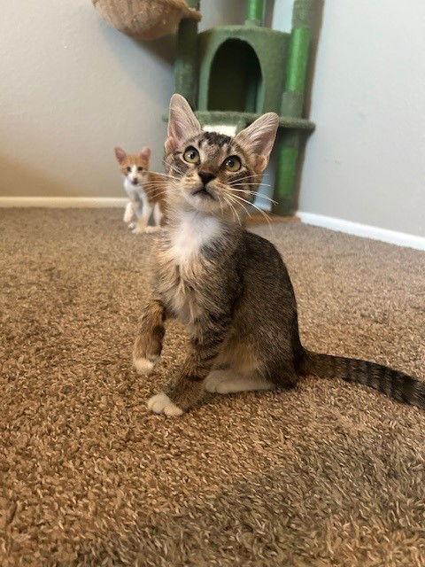 Madi, Adoptable, Kitten Female Domestic Medium Hair & Tabby.