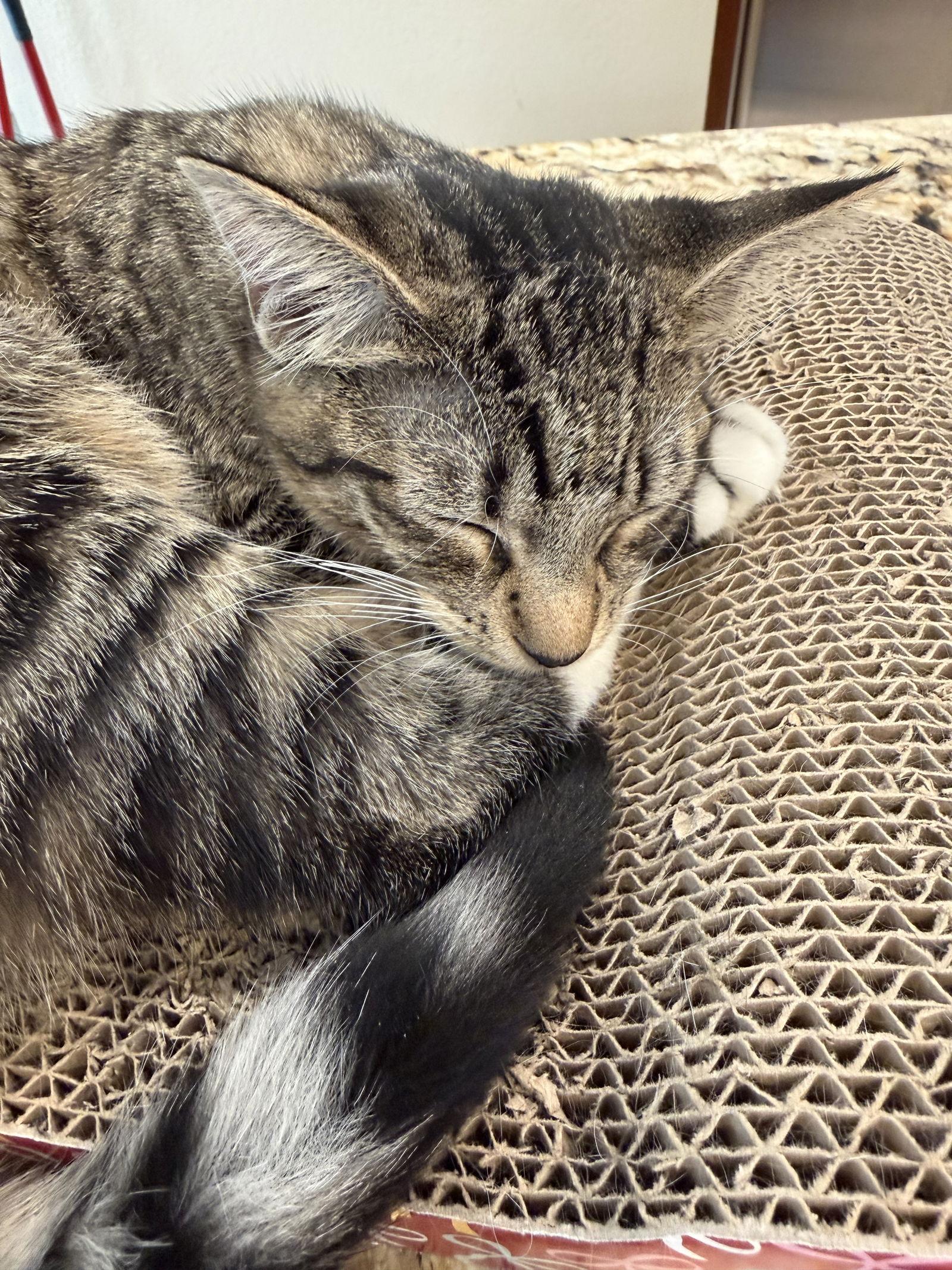 Enlarge Madi, a Adoptable mixed breed in Phoenix, AZ image 2/3