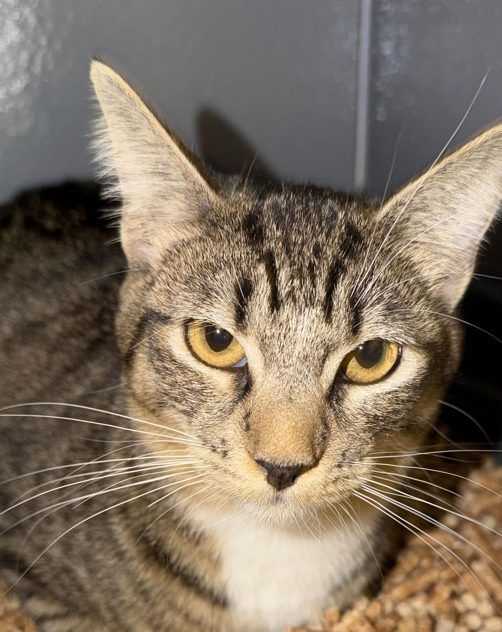 Enlarge Madi, a Adoptable mixed breed in Phoenix, AZ image 3/3