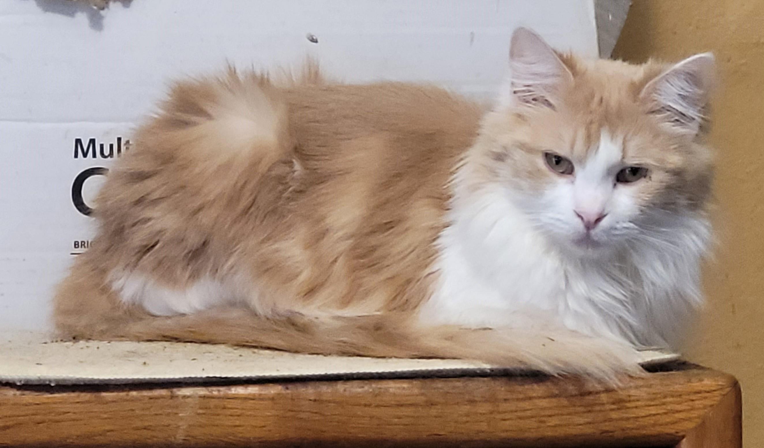 Enlarge Captain, an adopted Domestic Medium Hair in RIVERSIDE, CA image 2/4