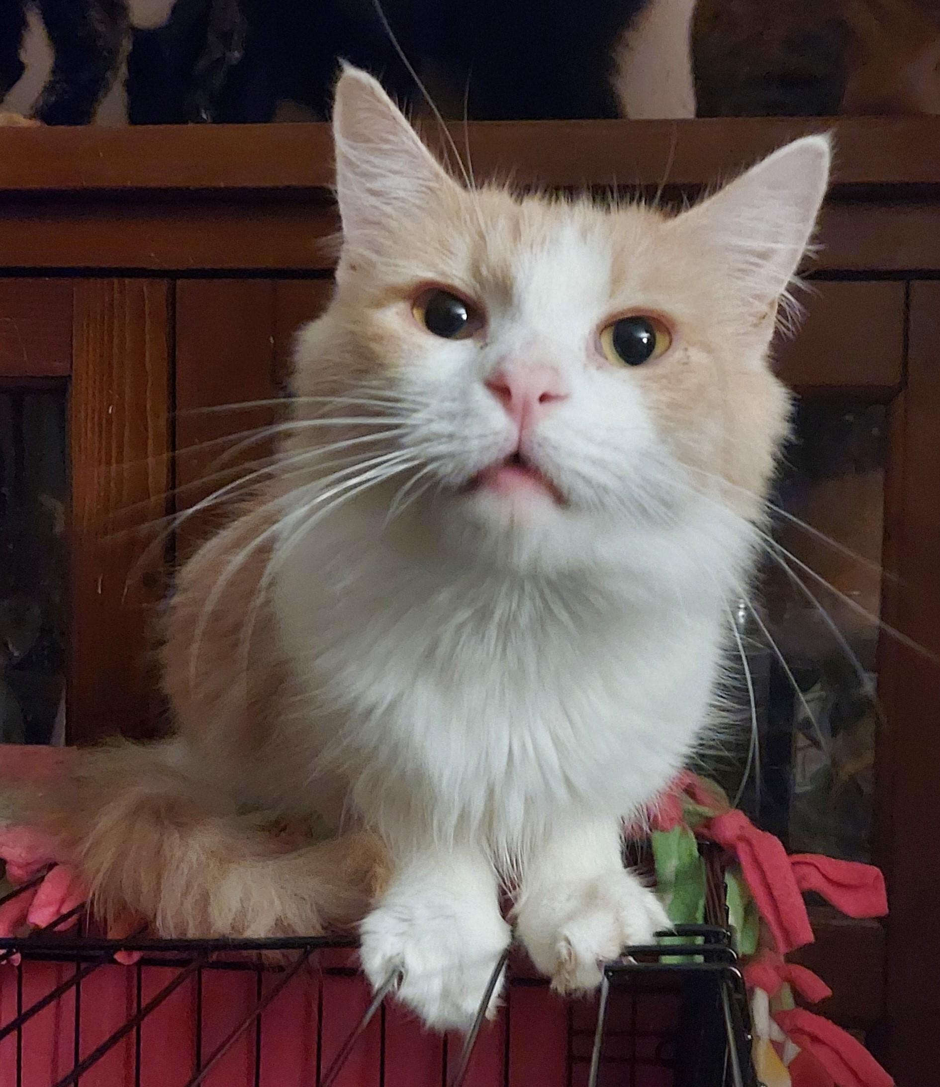 Enlarge Captain, an adopted Domestic Medium Hair in RIVERSIDE, CA image 1/4