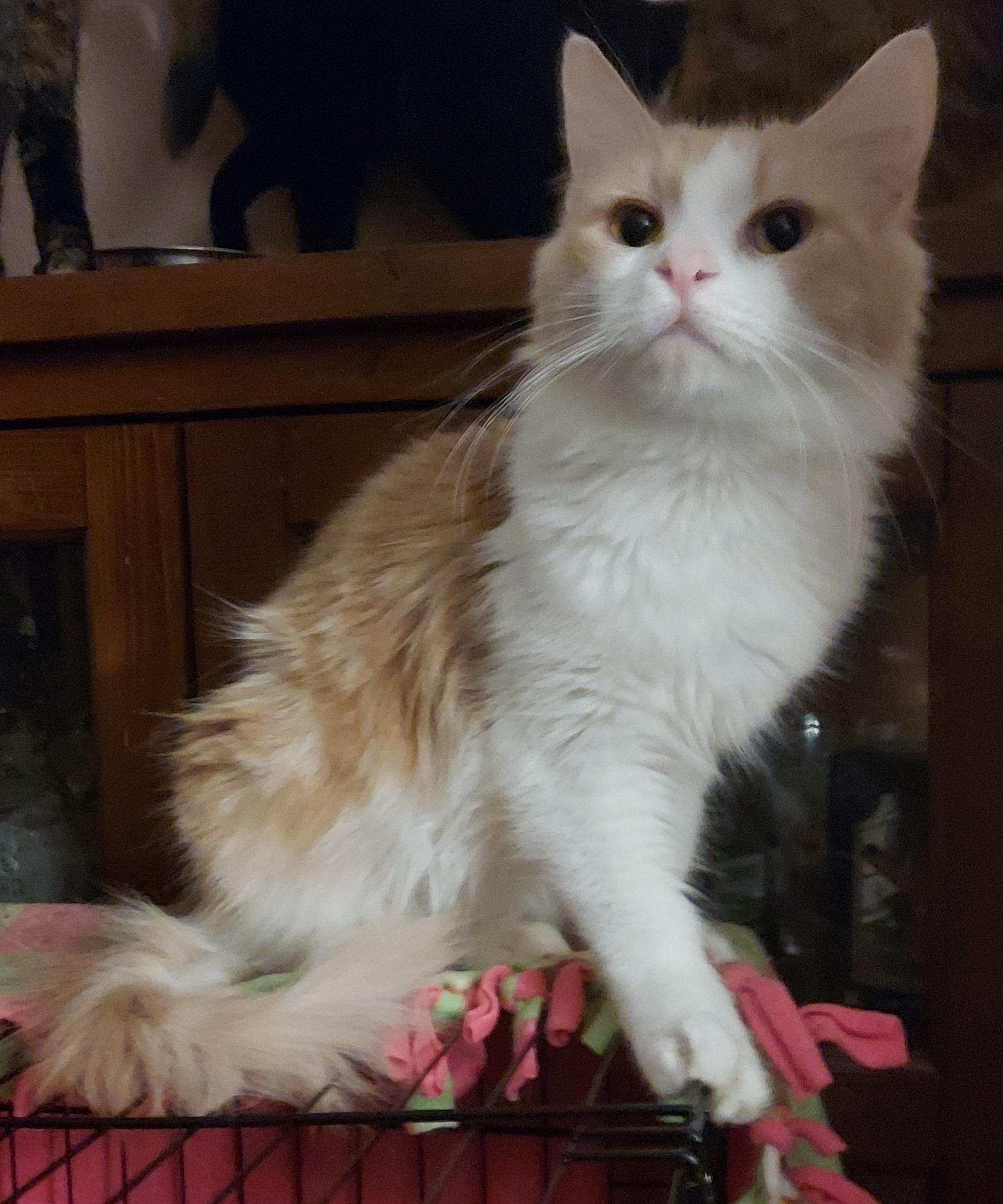 Enlarge Captain, an adopted Domestic Medium Hair in RIVERSIDE, CA image 3/4