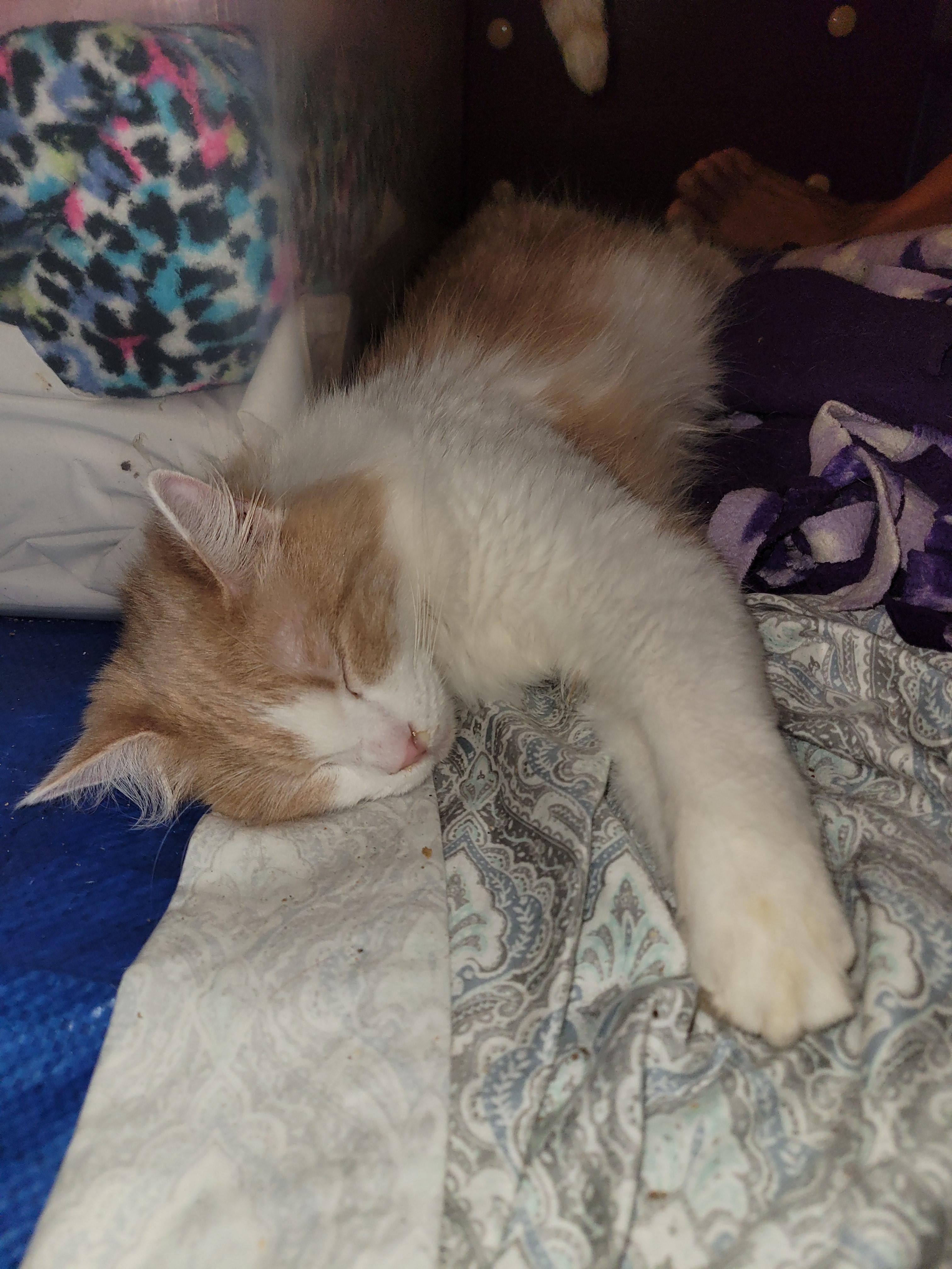 Enlarge Captain, an adopted Domestic Medium Hair in RIVERSIDE, CA image 4/4