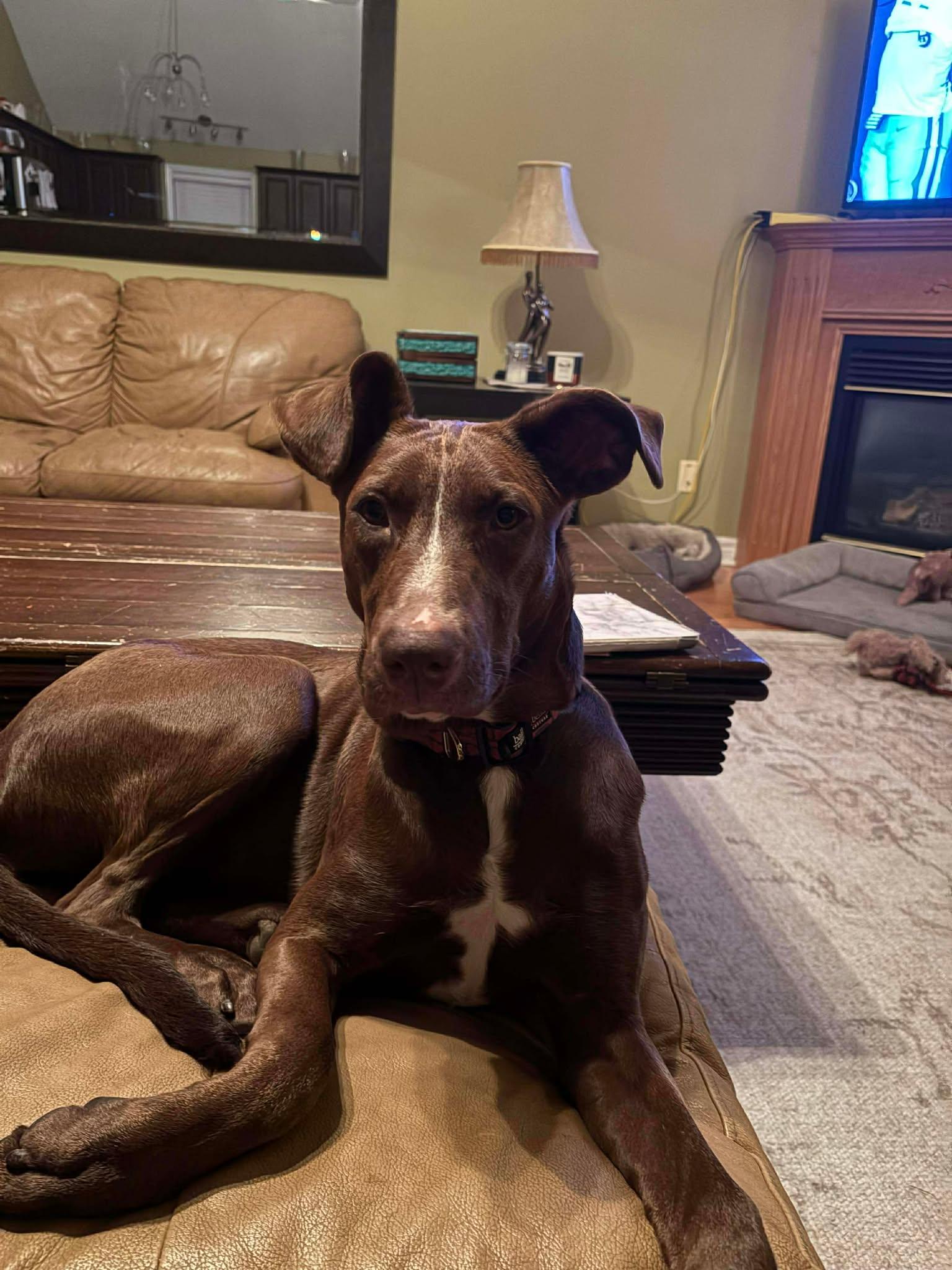 Enlarge Avery, a Adoptable mixed breed in Guelph, ON image 2/2