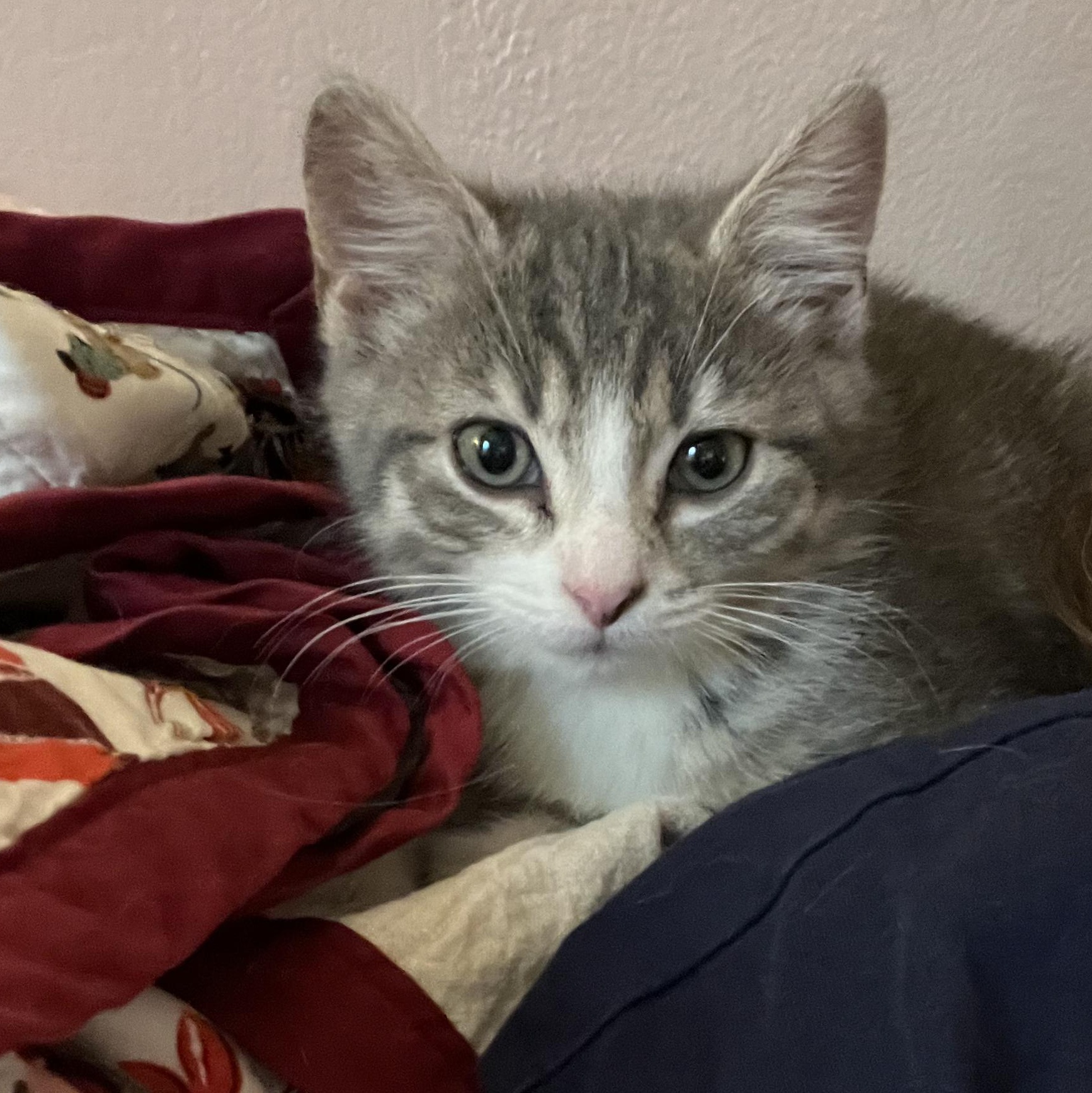 Harriet, Baby Female unknown