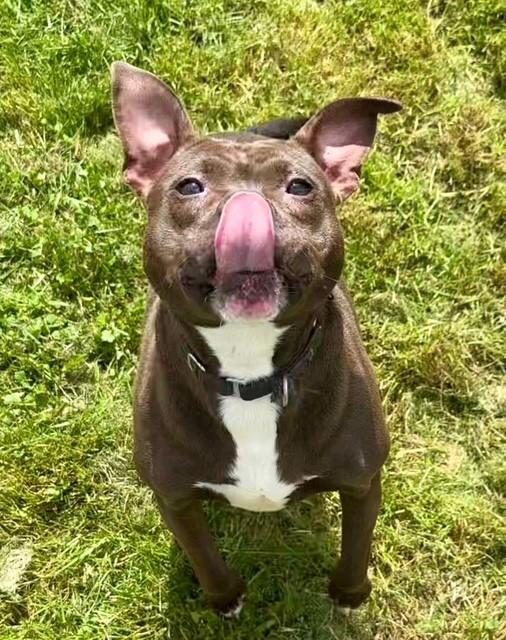 Wendy, a Adoptable mixed breed in Parma Heights, OH image 2/6