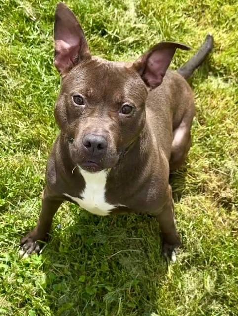 Wendy, a Adoptable mixed breed in Parma Heights, OH image 1/6