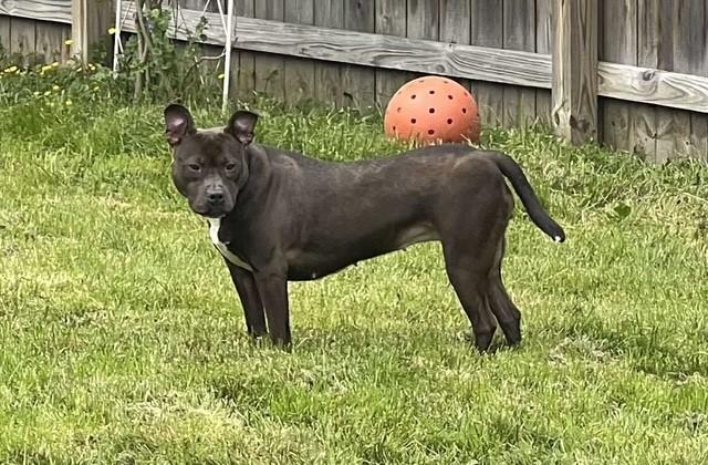 Wendy, a Adoptable mixed breed in Parma Heights, OH image 3/6
