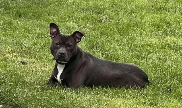 Wendy, a Adoptable mixed breed in Parma Heights, OH image 4/6