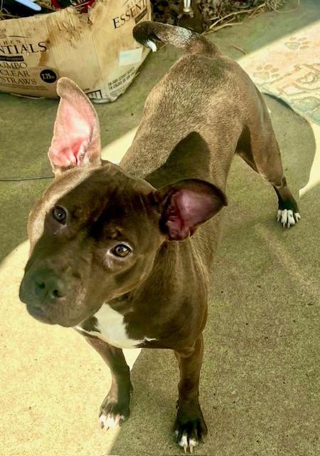 Wendy, a Adoptable mixed breed in Parma Heights, OH image 5/6