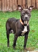 Wendy, a Adoptable mixed breed in Parma Heights, OH image 6/6