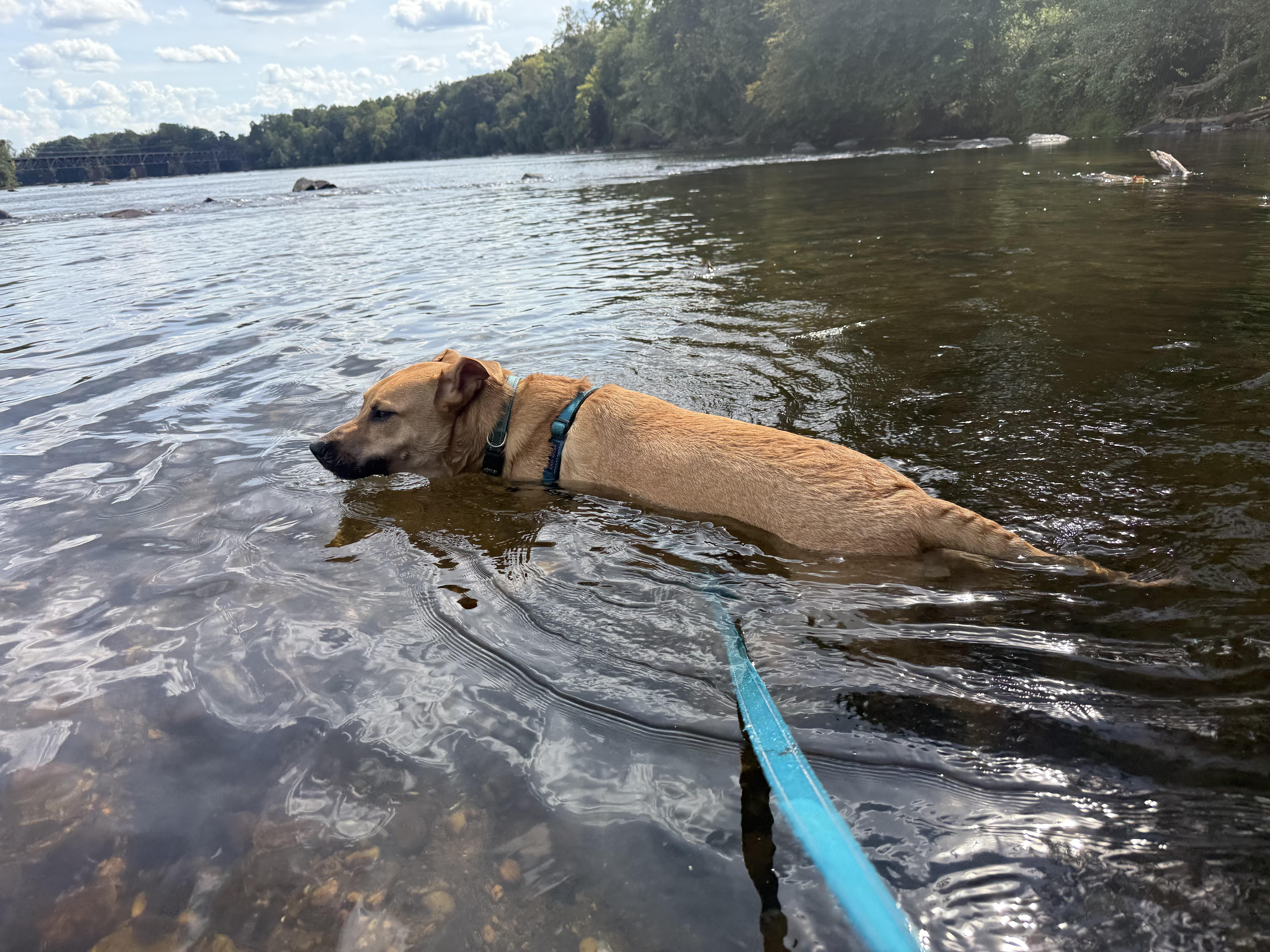 Enlarge Noble, a Adoptable mixed breed in Rock Hill, SC image 5/6