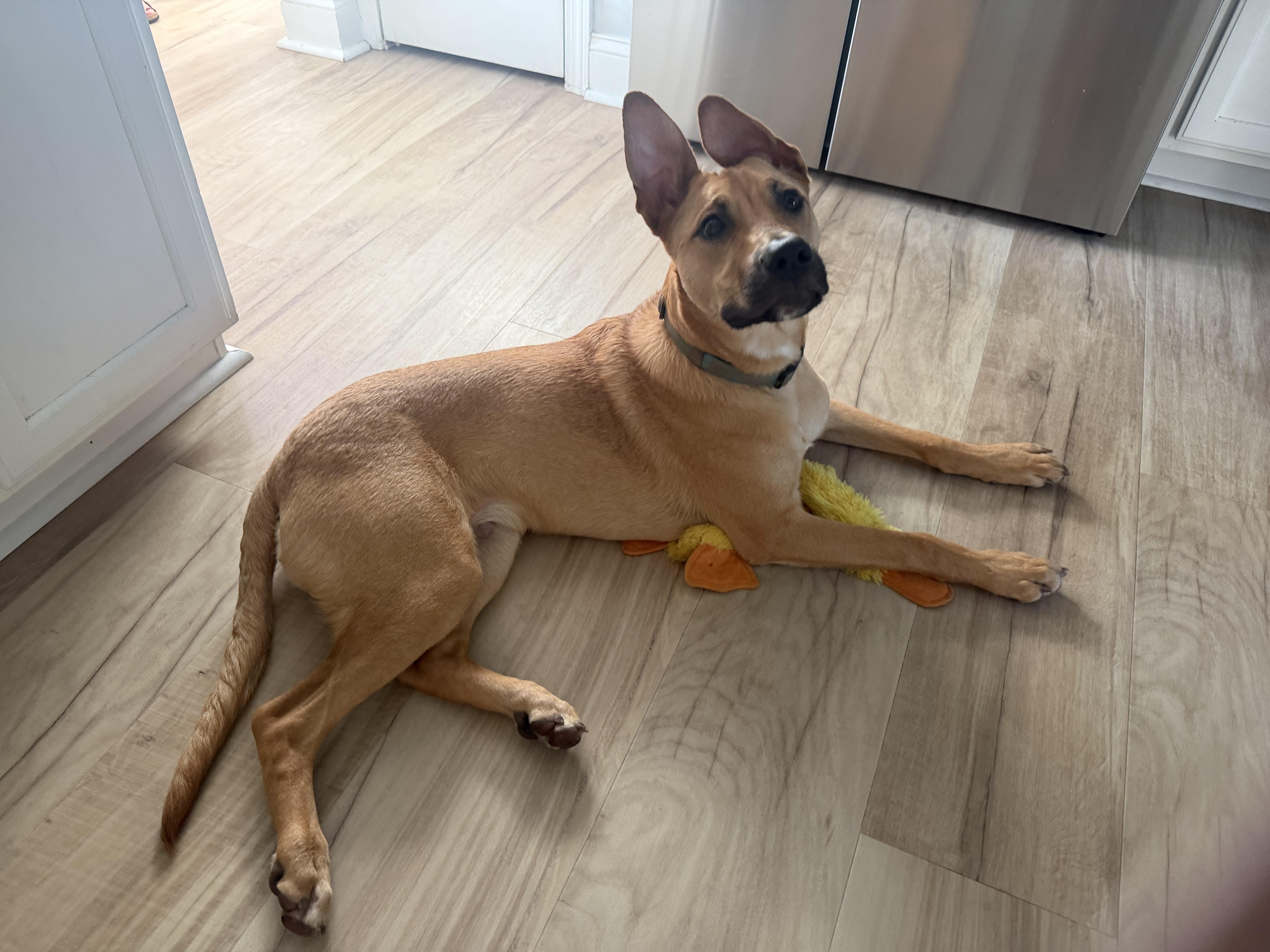 Enlarge Noble, a Adoptable mixed breed in Rock Hill, SC image 3/6
