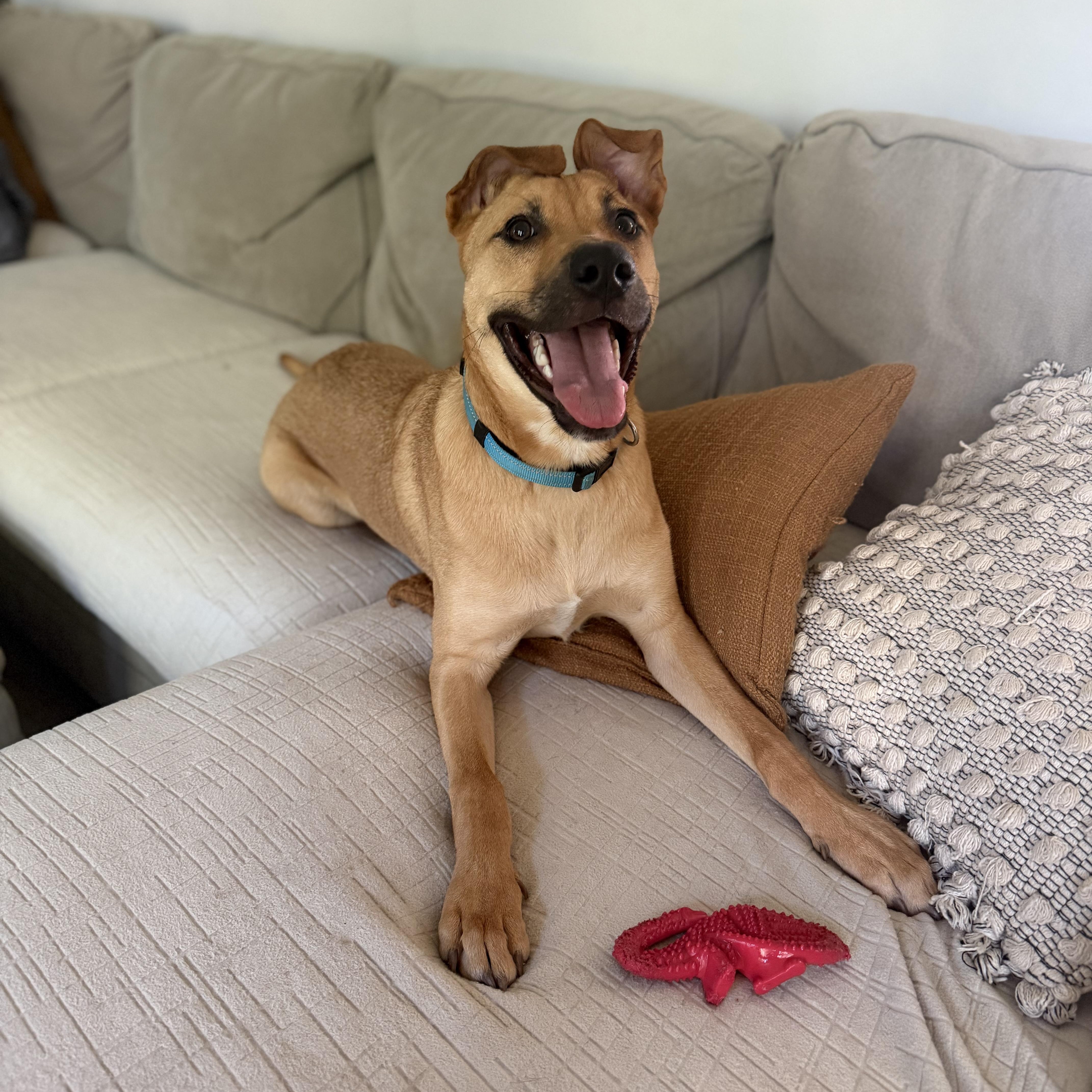 Noble, Adoptable, Puppy Male Shepherd & Mixed Breed.