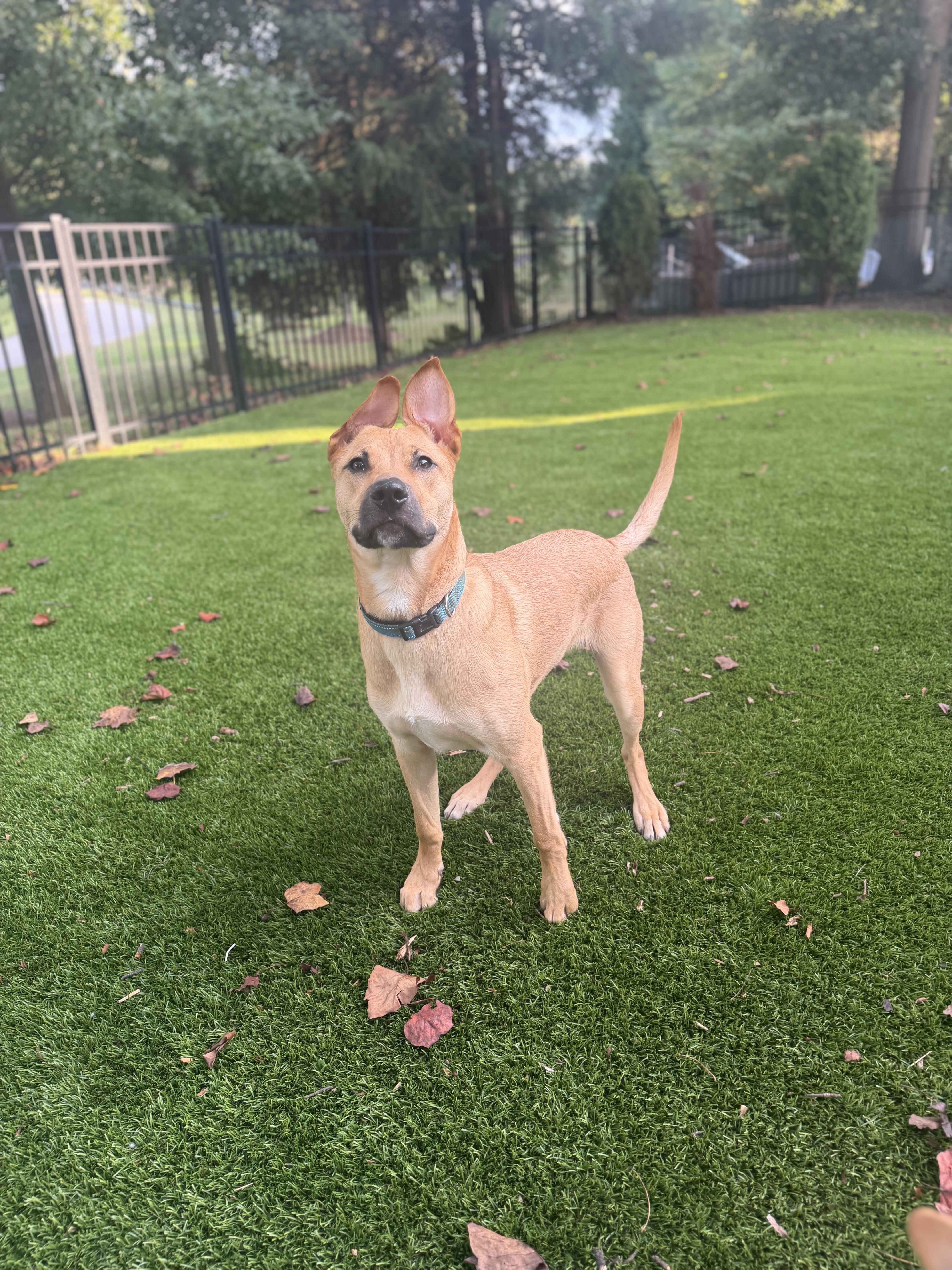 Enlarge Noble, a Adoptable mixed breed in Rock Hill, SC image 2/6