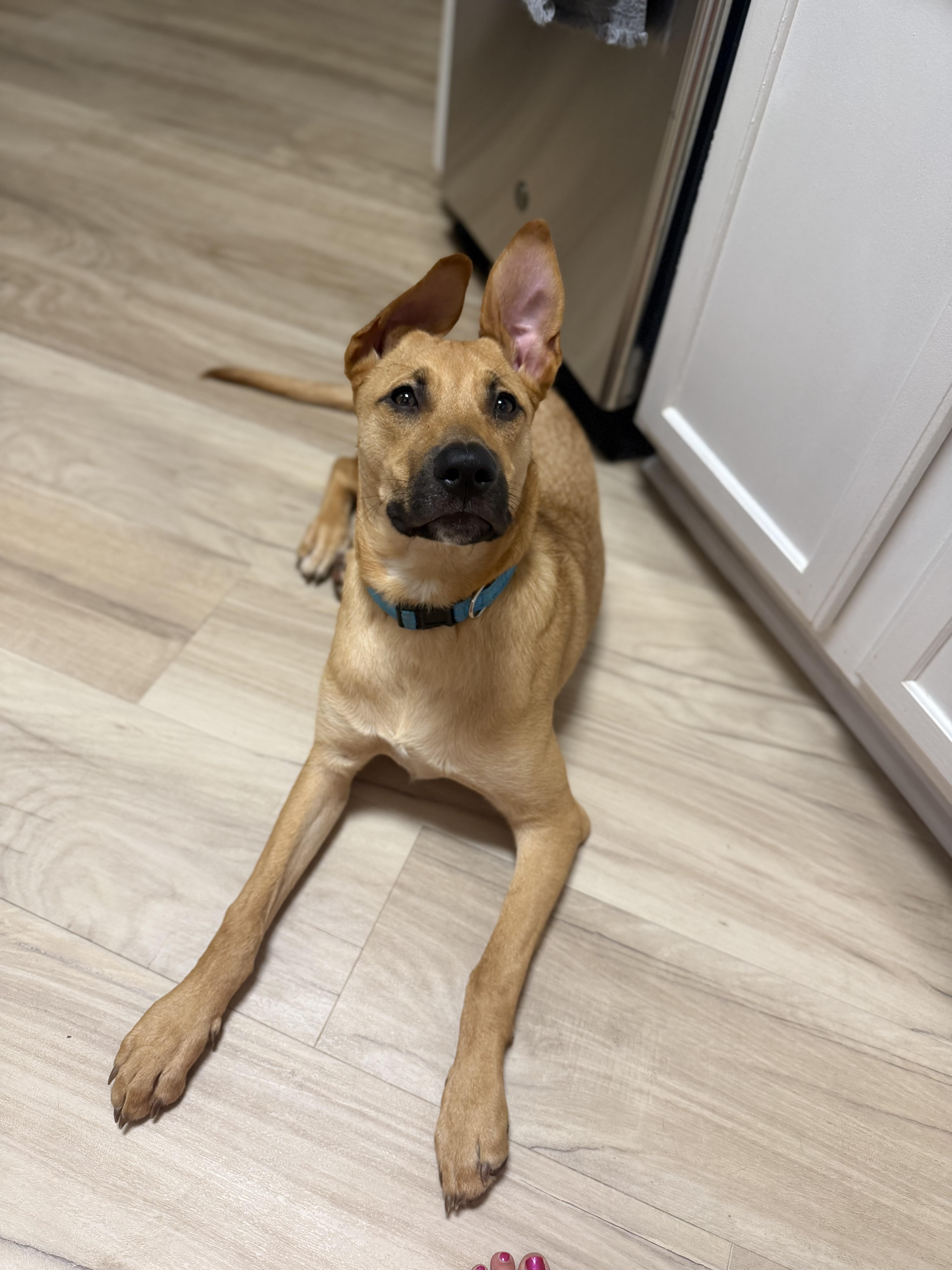 Enlarge Noble, a Adoptable mixed breed in Rock Hill, SC image 4/6