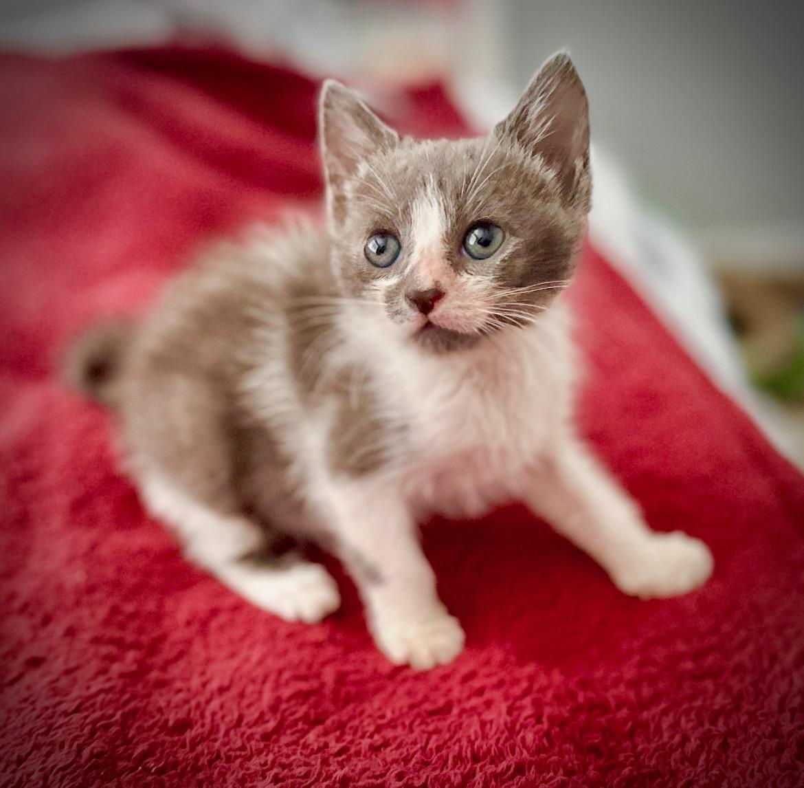 Enlarge Cap and Bucky, an adopted Domestic Short Hair in Key Biscayne, FL image 4/6