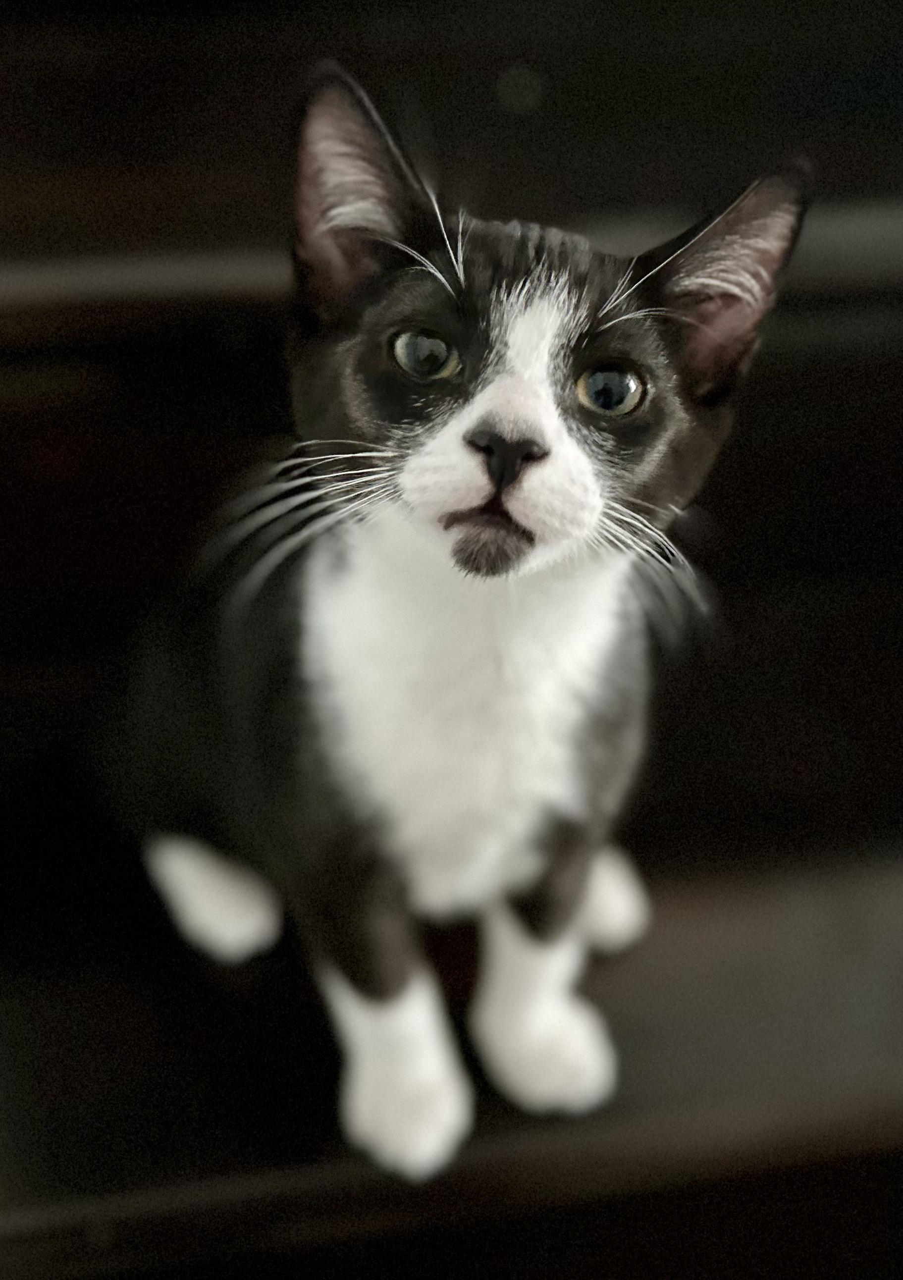 Enlarge Cap and Bucky, an adopted Domestic Short Hair in Key Biscayne, FL image 6/6