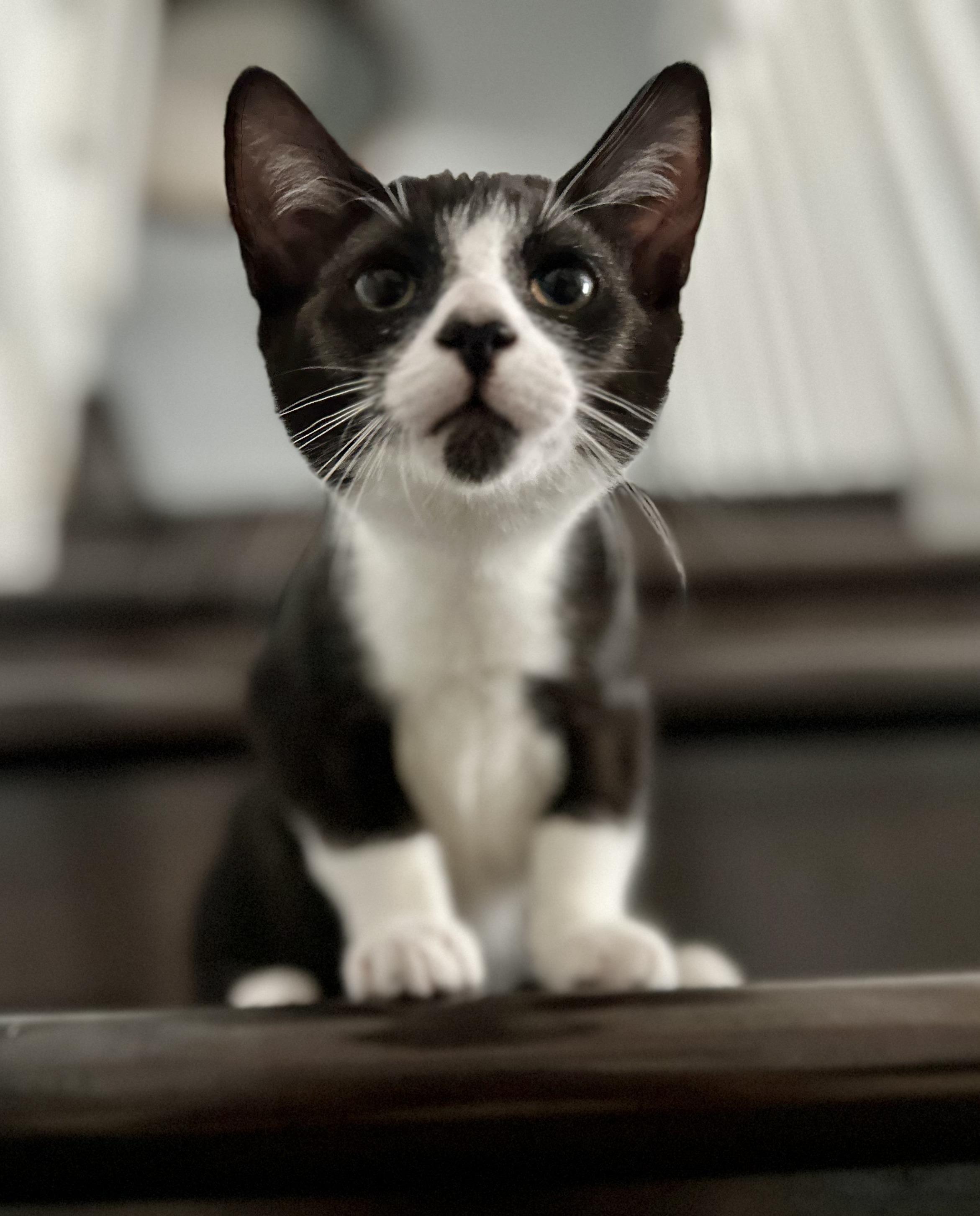 Enlarge Cap and Bucky, an adopted Domestic Short Hair in Key Biscayne, FL image 5/6