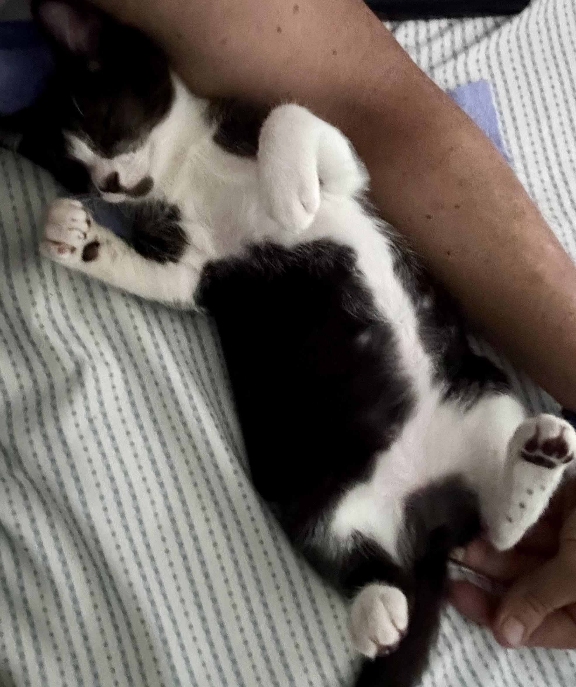 Enlarge Cap and Bucky, an adopted Domestic Short Hair in Key Biscayne, FL image 3/6