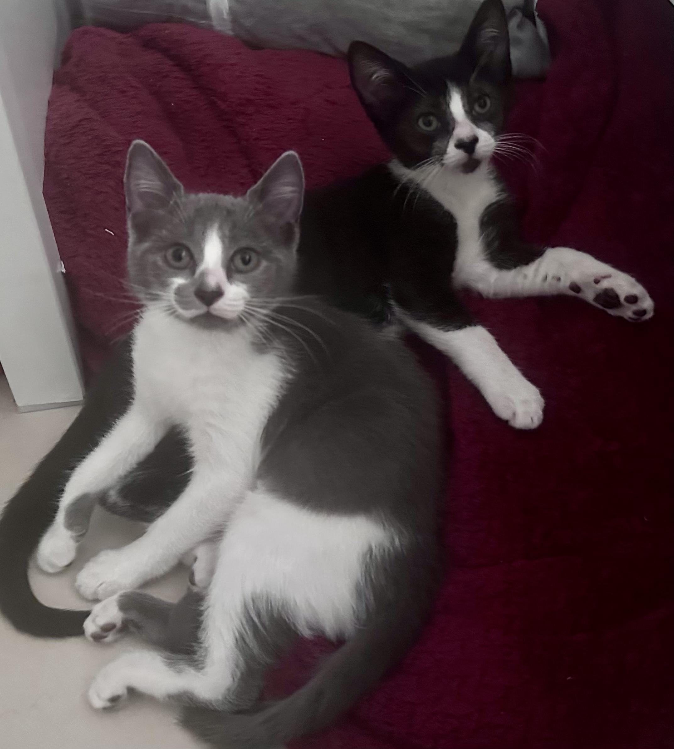 Cap and Bucky, adopted, Kitten Male Domestic Short Hair.