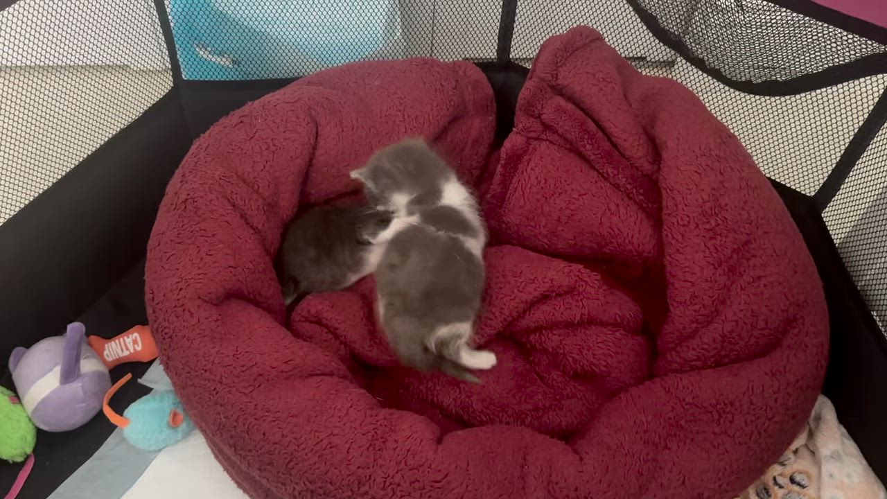 Enlarge Cap and Bucky, an adopted Domestic Short Hair in Key Biscayne, FL video 2/6