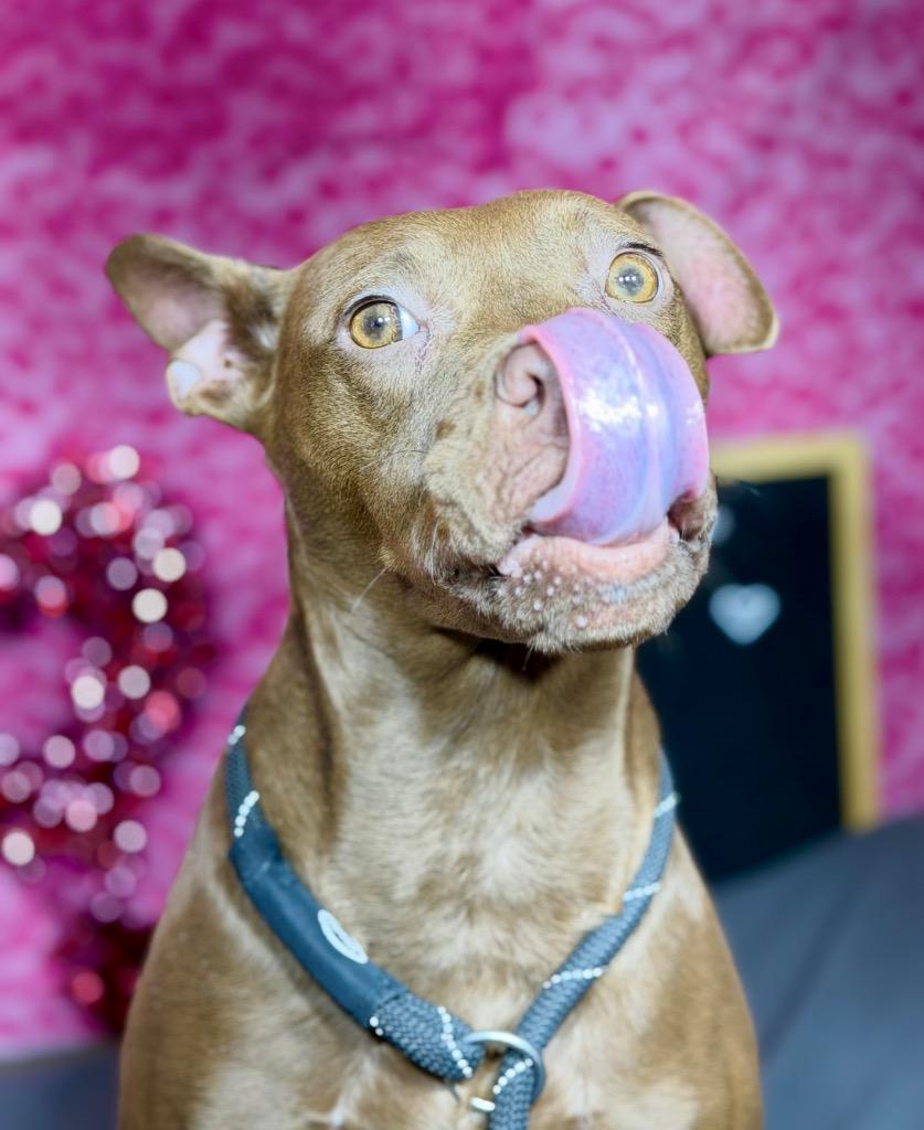 BREEZY, Adoptable, Young Female Terrier.