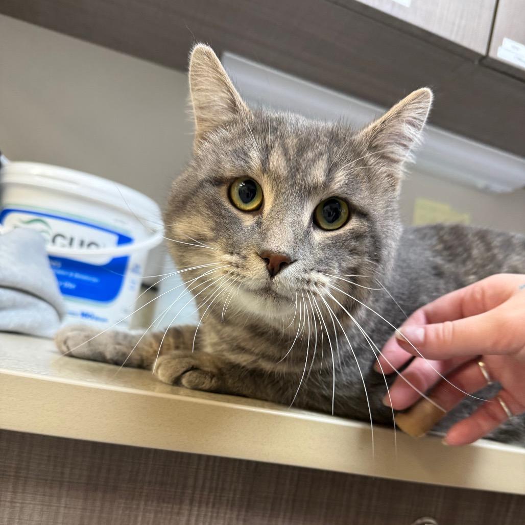 Enlarge Bruno, a Adoptable Domestic Short Hair in Great Falls, MT image 1/3