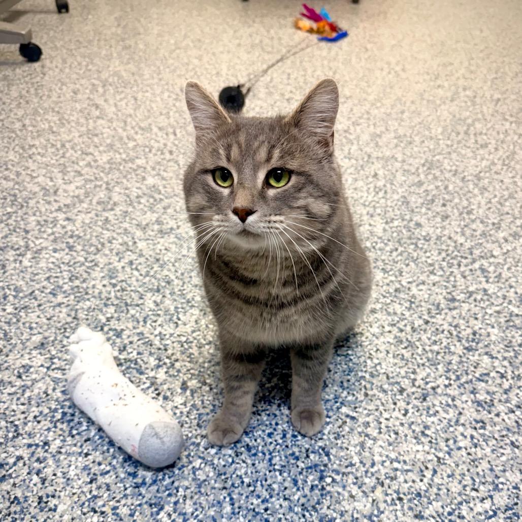 Enlarge Bruno, a Adoptable Domestic Short Hair in Great Falls, MT image 2/3