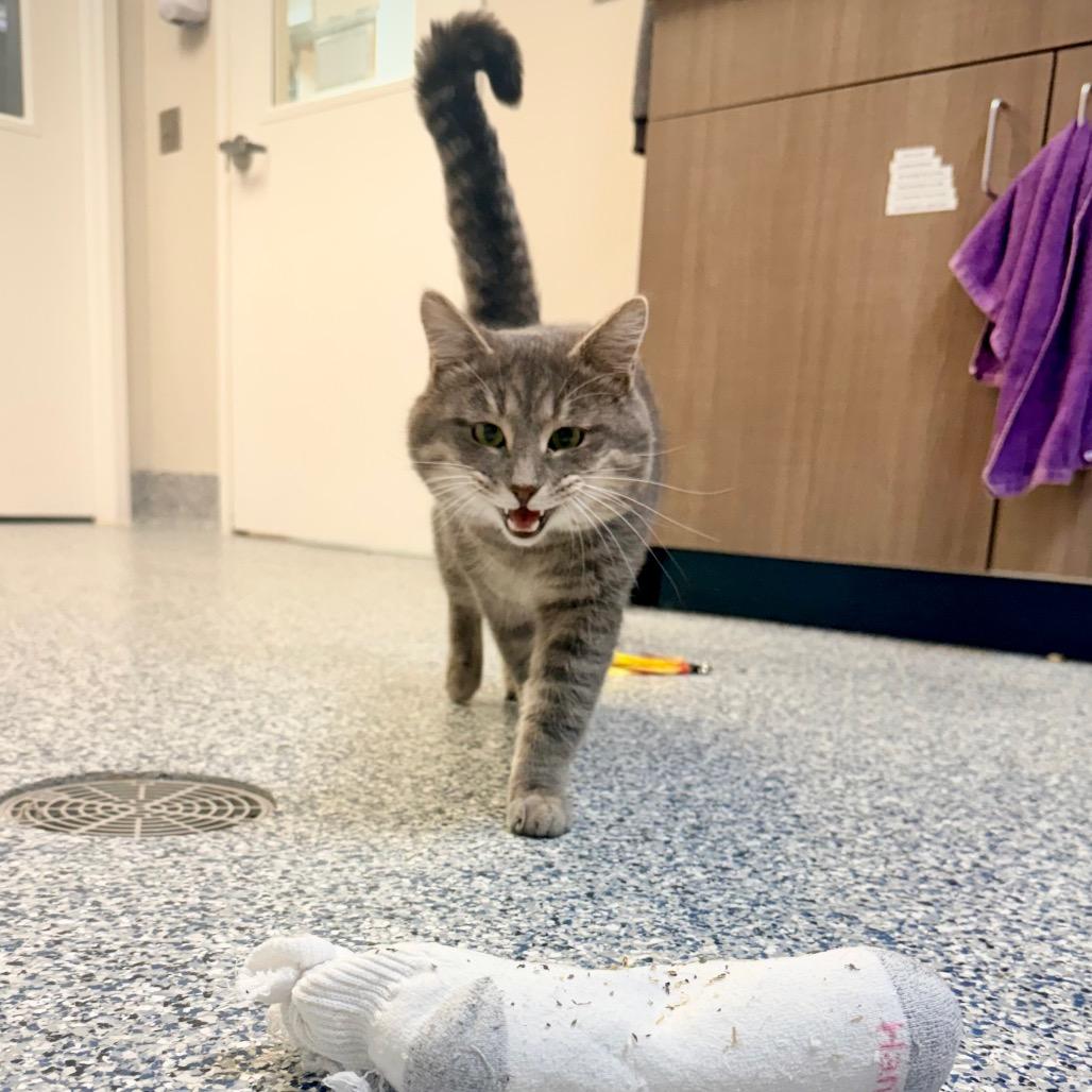 Enlarge Bruno, a Adoptable Domestic Short Hair in Great Falls, MT image 3/3