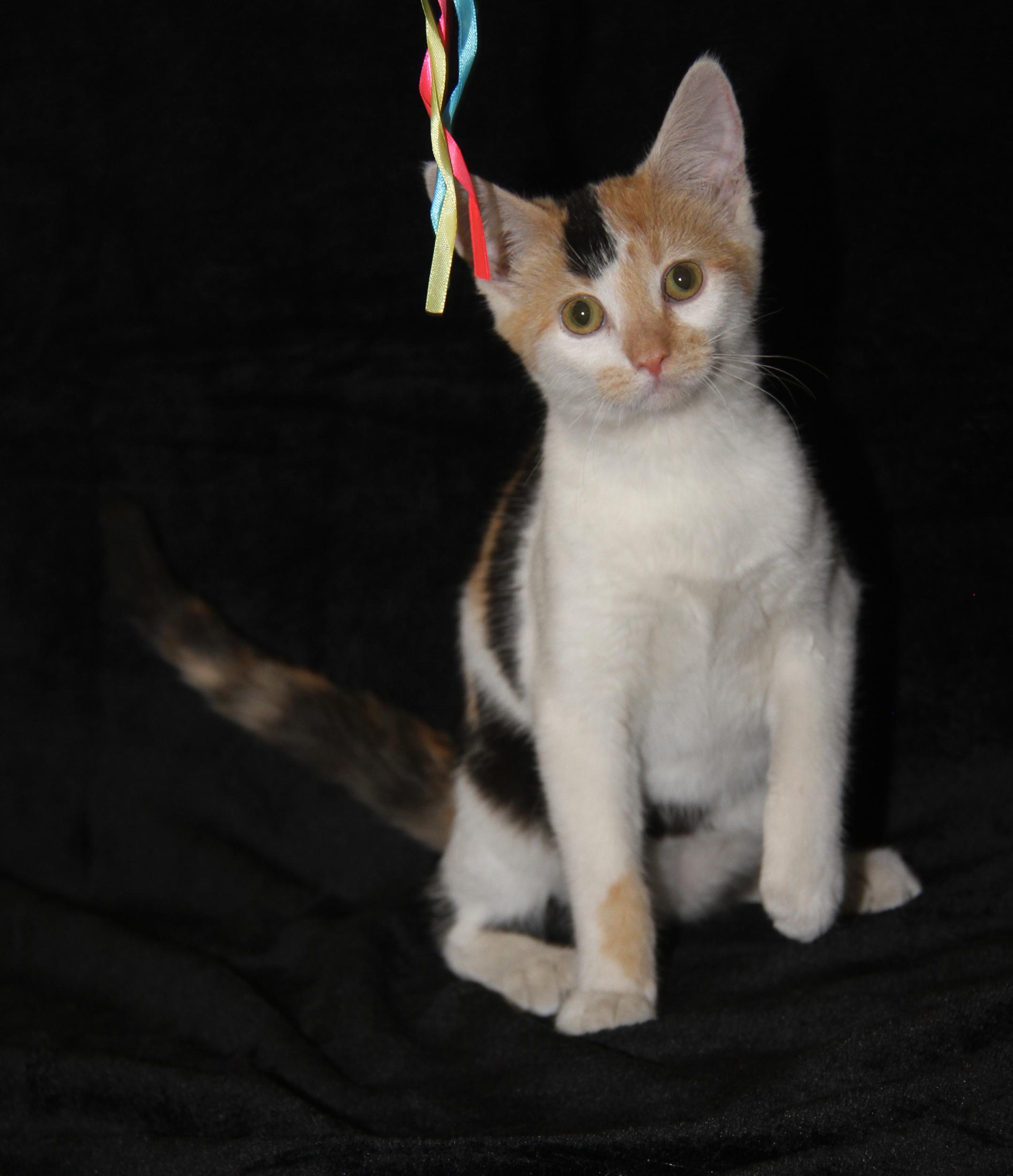 Herbie (Bonded Pair w/Gargoyle)