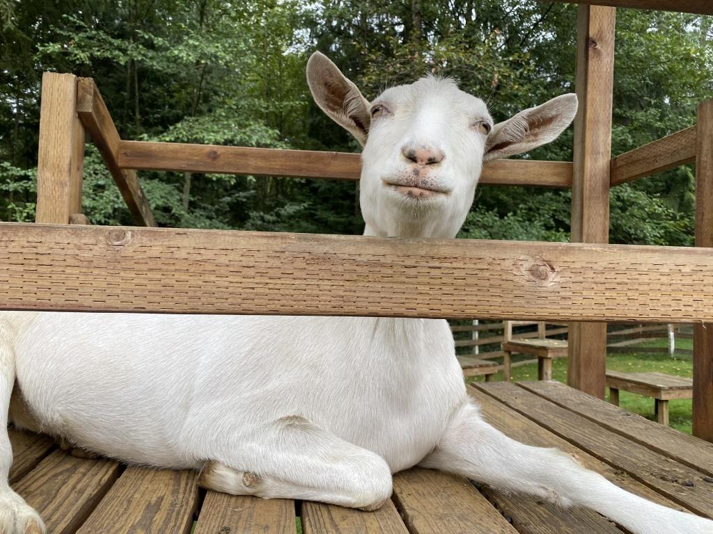 Enlarge Victor, a Adoptable Goat in Sultan, WA image 1/6