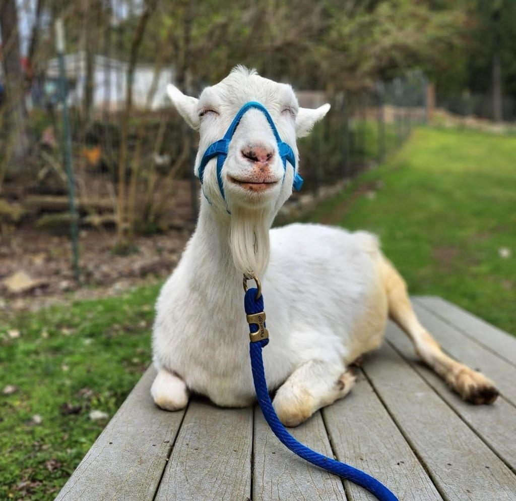 Enlarge Victor, a Adoptable Goat in Sultan, WA image 2/6