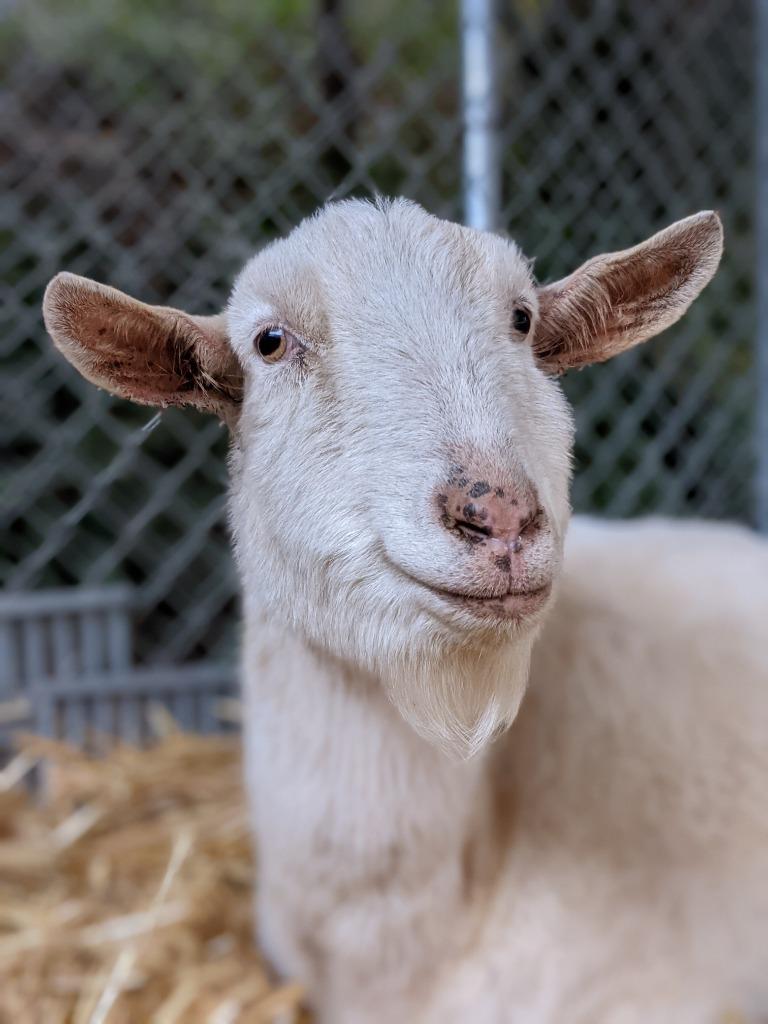 Enlarge Victor, a Adoptable Goat in Sultan, WA image 3/6