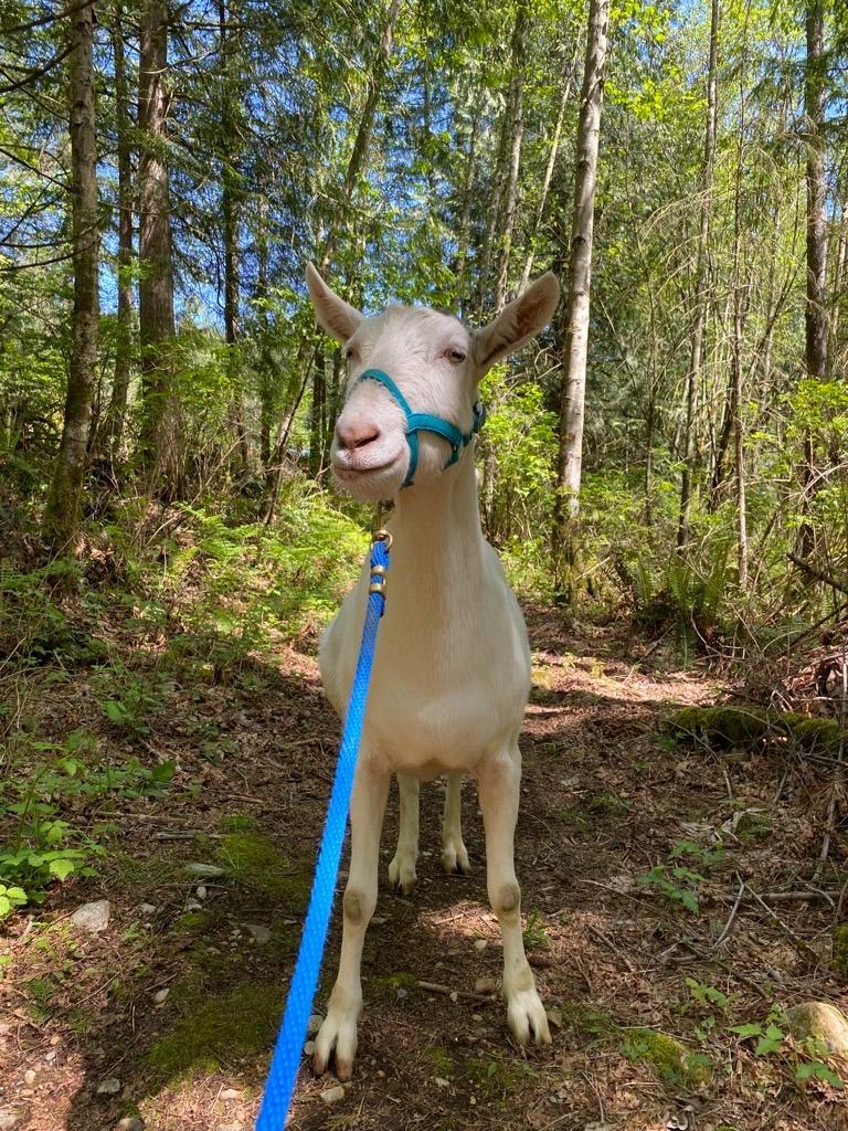 Enlarge Victor, a Adoptable Goat in Sultan, WA image 4/6