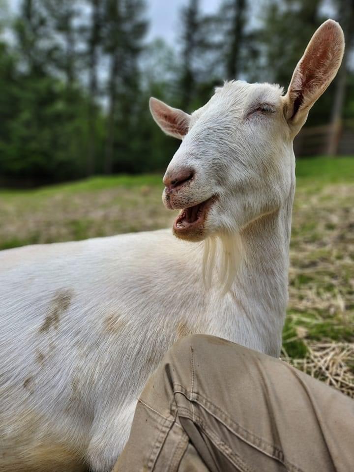 Enlarge Victor, a Adoptable Goat in Sultan, WA image 5/6