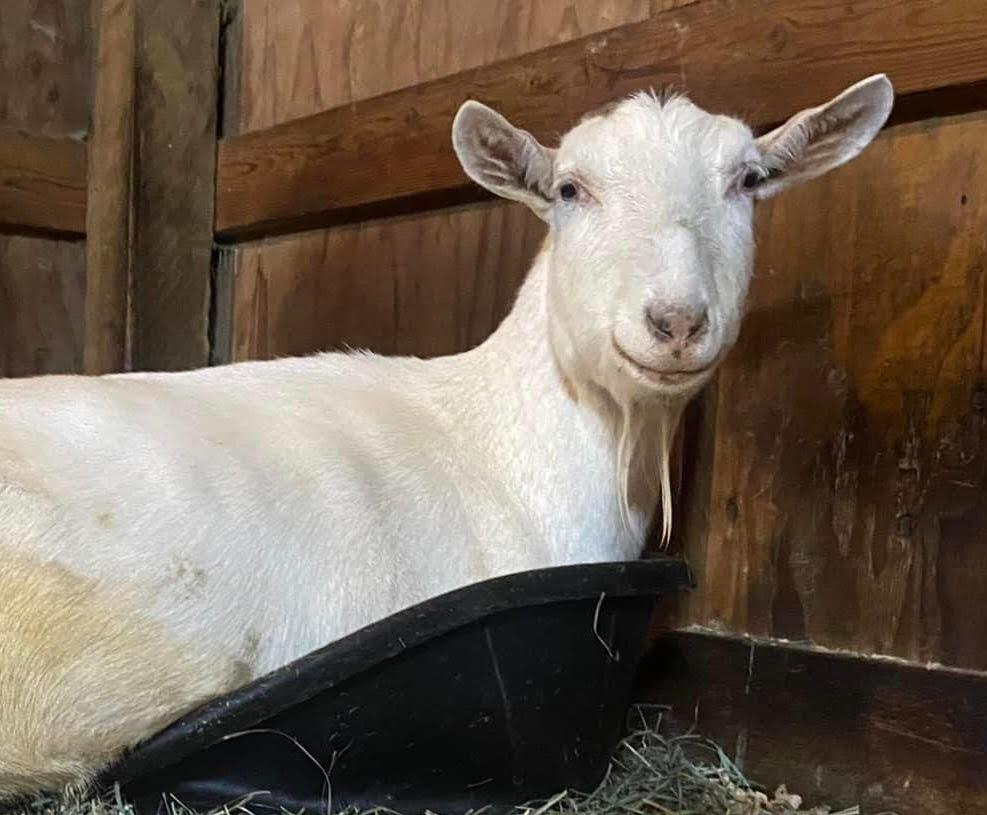 Enlarge Victor, a Adoptable Goat in Sultan, WA image 6/6