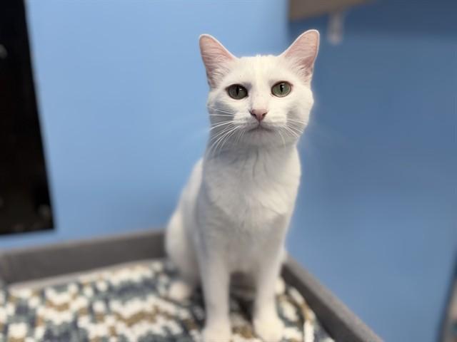Enlarge WHITEY, a Adoptable Domestic Short Hair in Ames, IA image 1/1