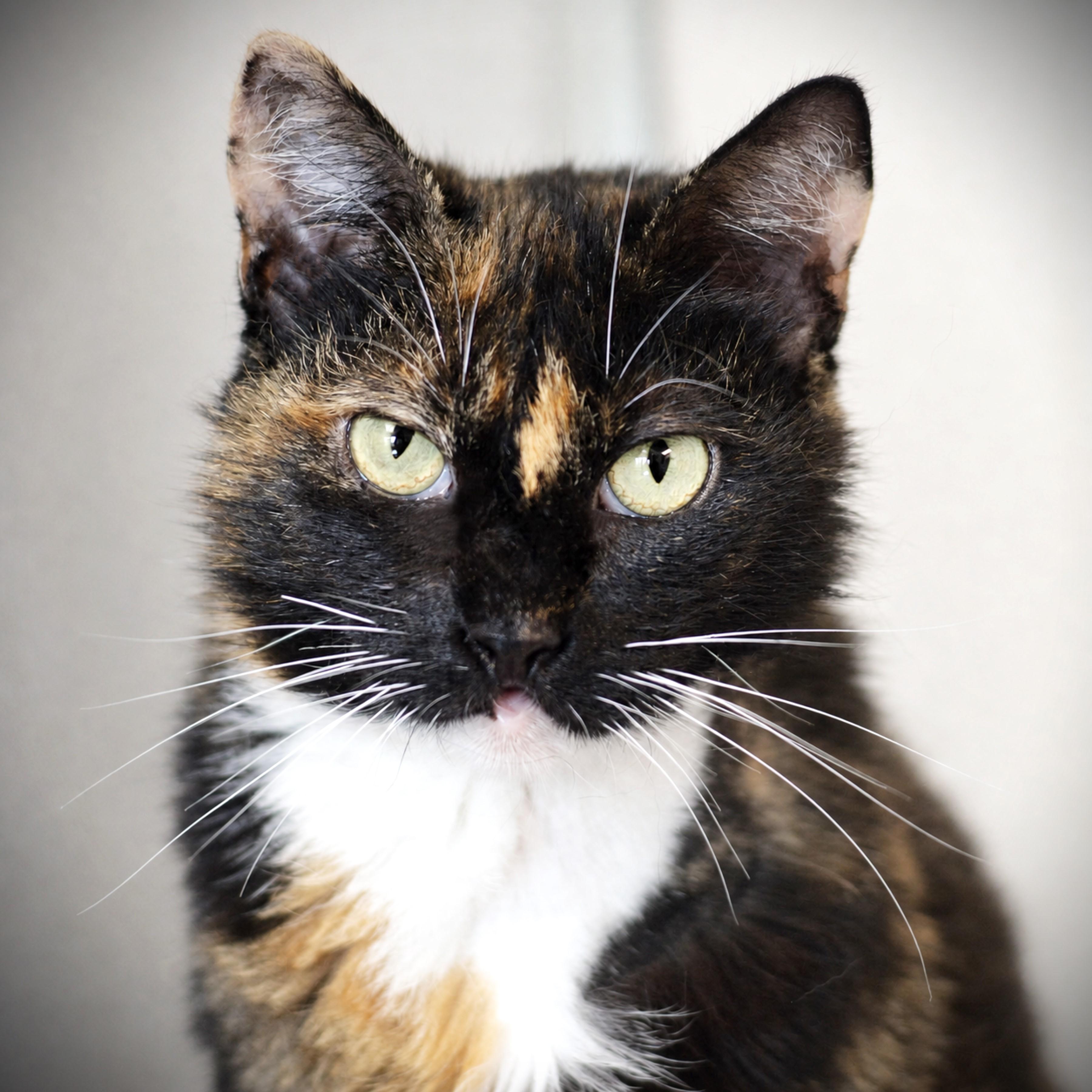 Gloria, a ADOPTABLE Domestic Short Hair in Amsterdam, NY image 2/2