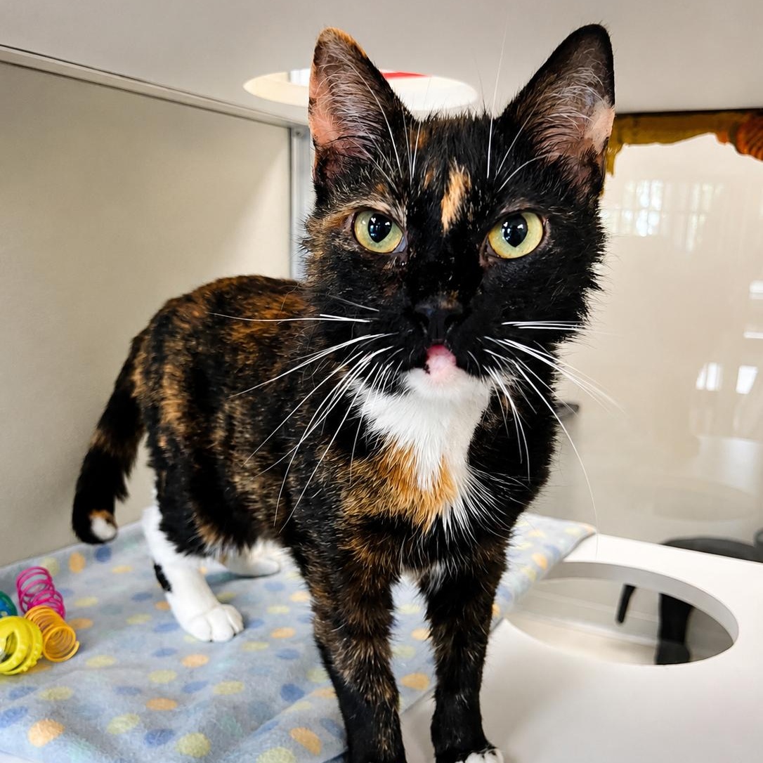 Gloria, ADOPTABLE, Adult Female Domestic Short Hair.